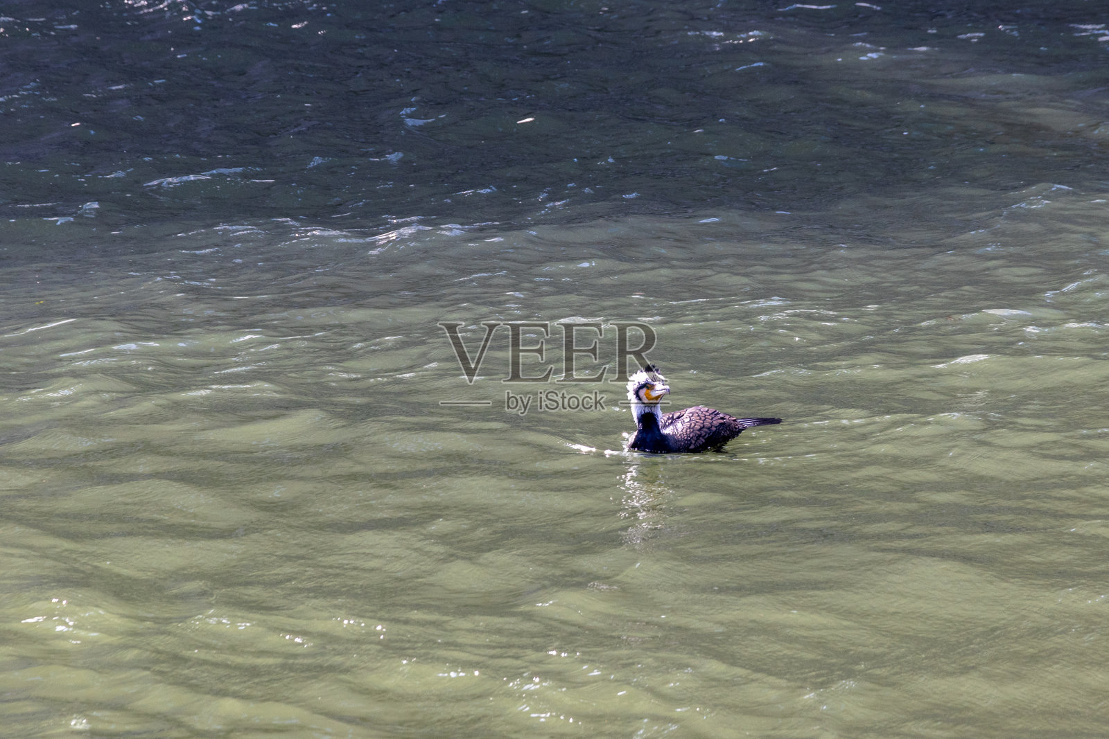 繁殖季节的白头鸬鹚照片摄影图片