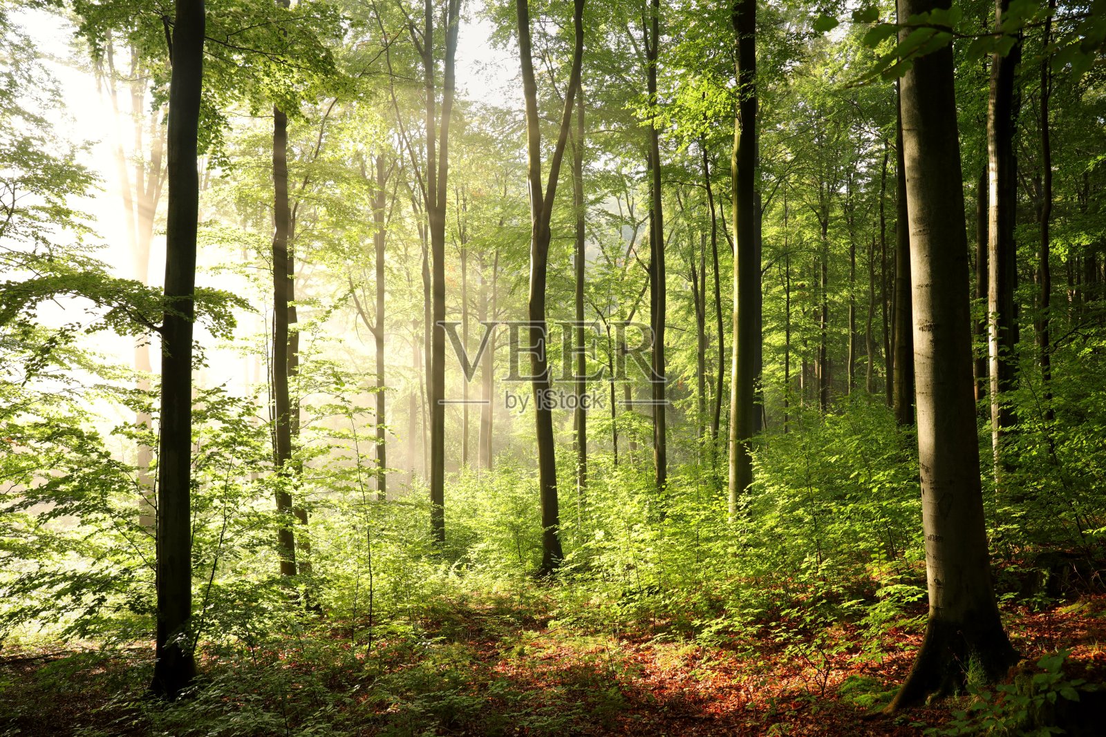 秋山毛榉林照片摄影图片