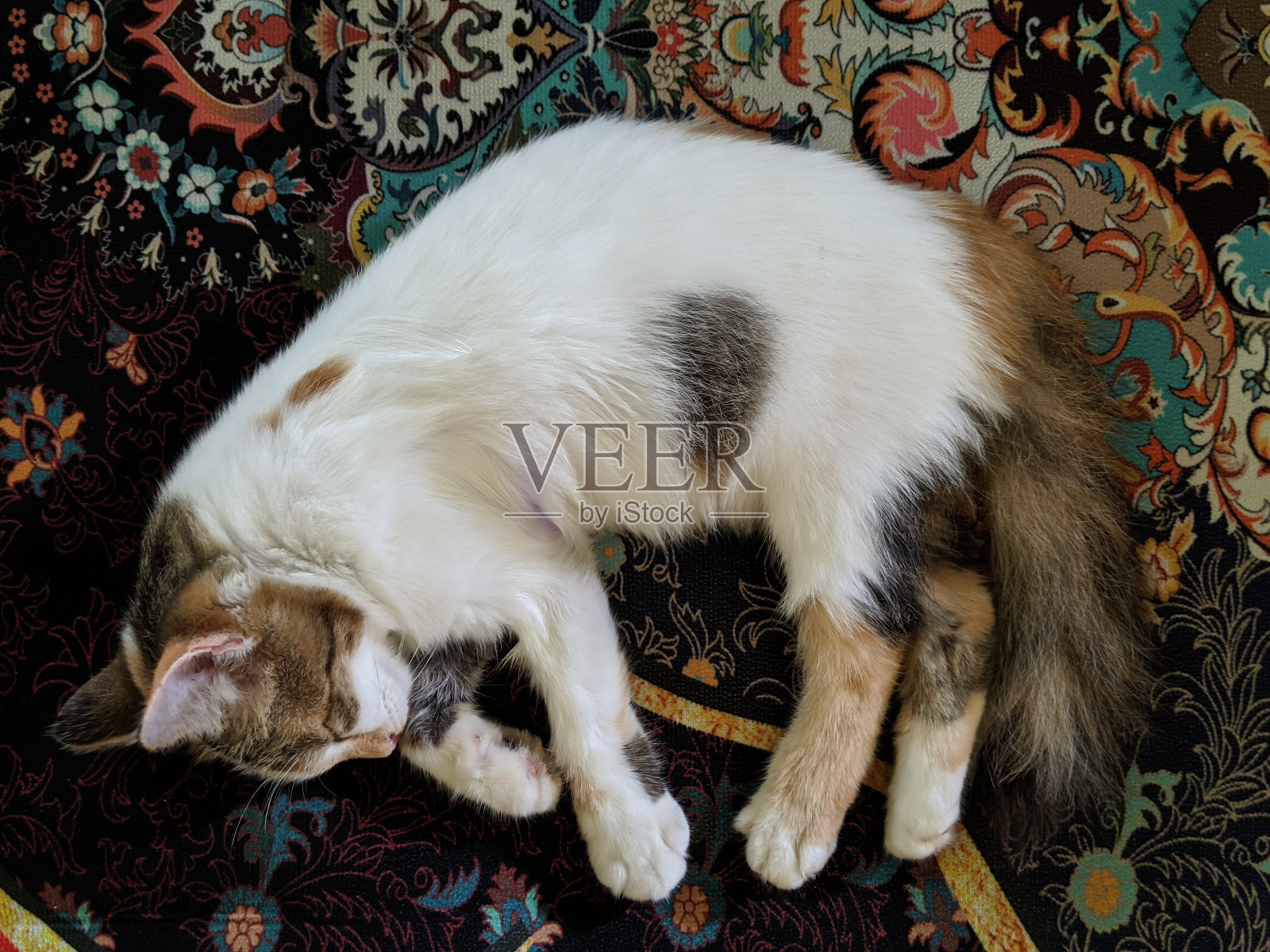 睡在彩色垫子上的猫照片摄影图片