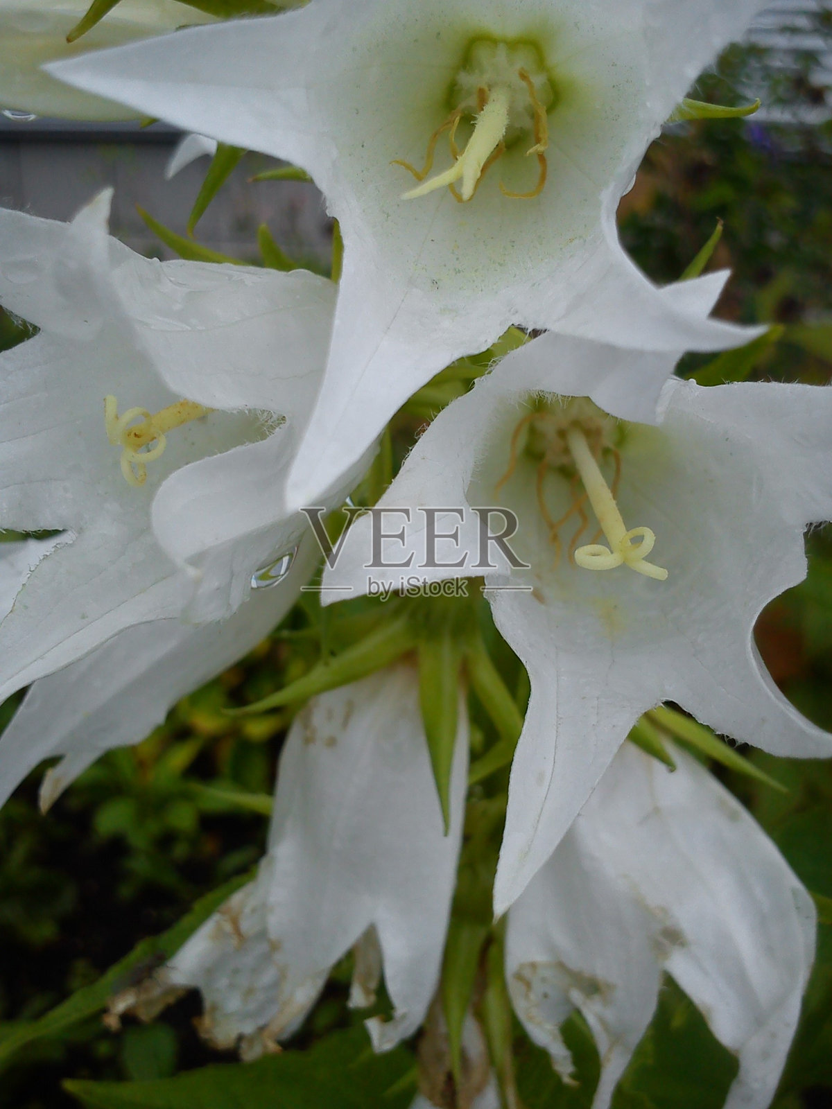 风铃草是风铃花科的模式种。草甸、田野、森林的多年生草本植物。卡累利阿针叶林。黑甲虫从蓝铃草上采集花蜜照片摄影图片