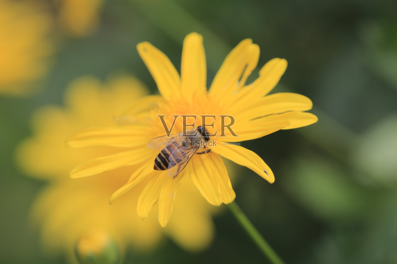 雏菊花照亮了公园。照片摄影图片