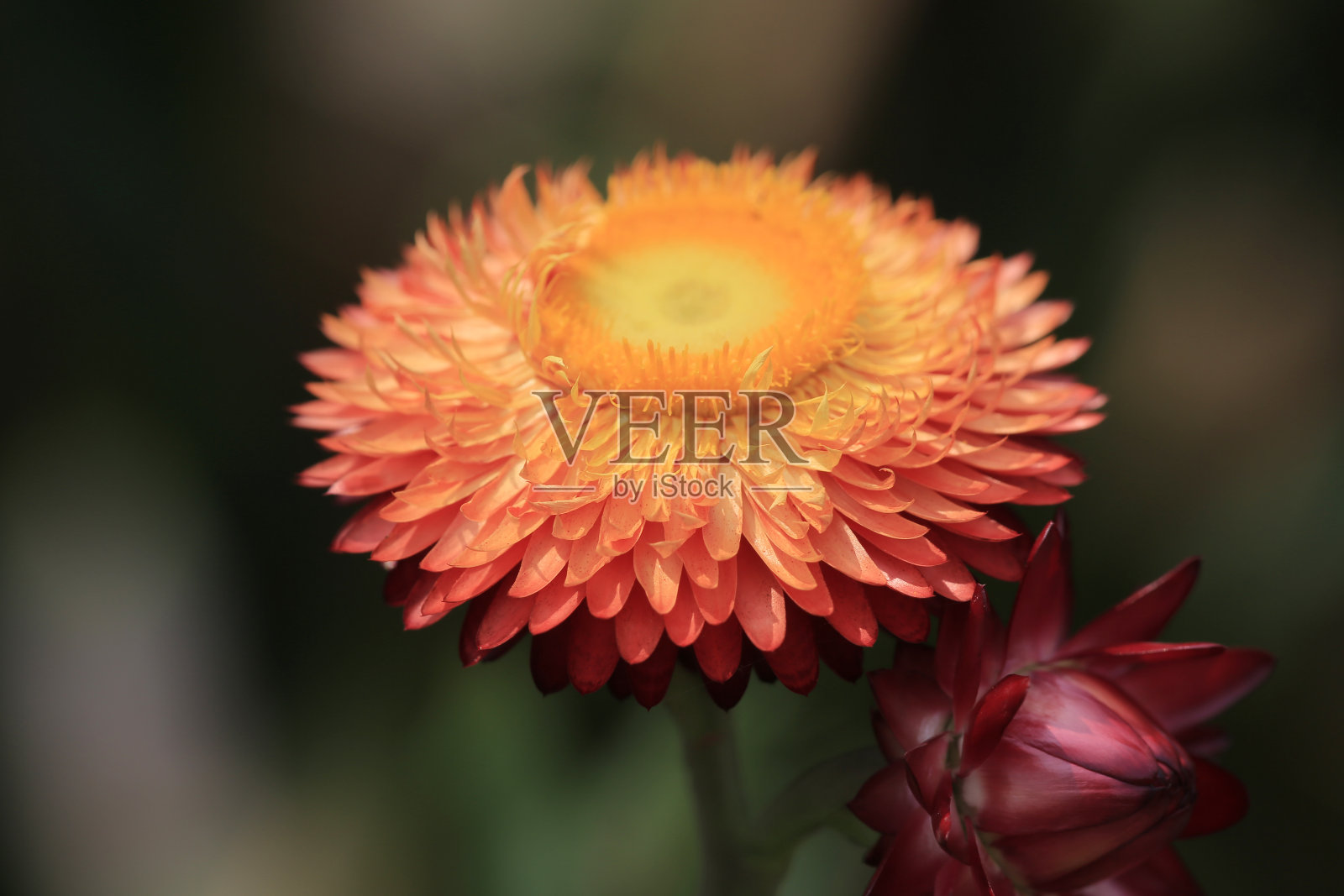 雏菊花照亮了公园。照片摄影图片