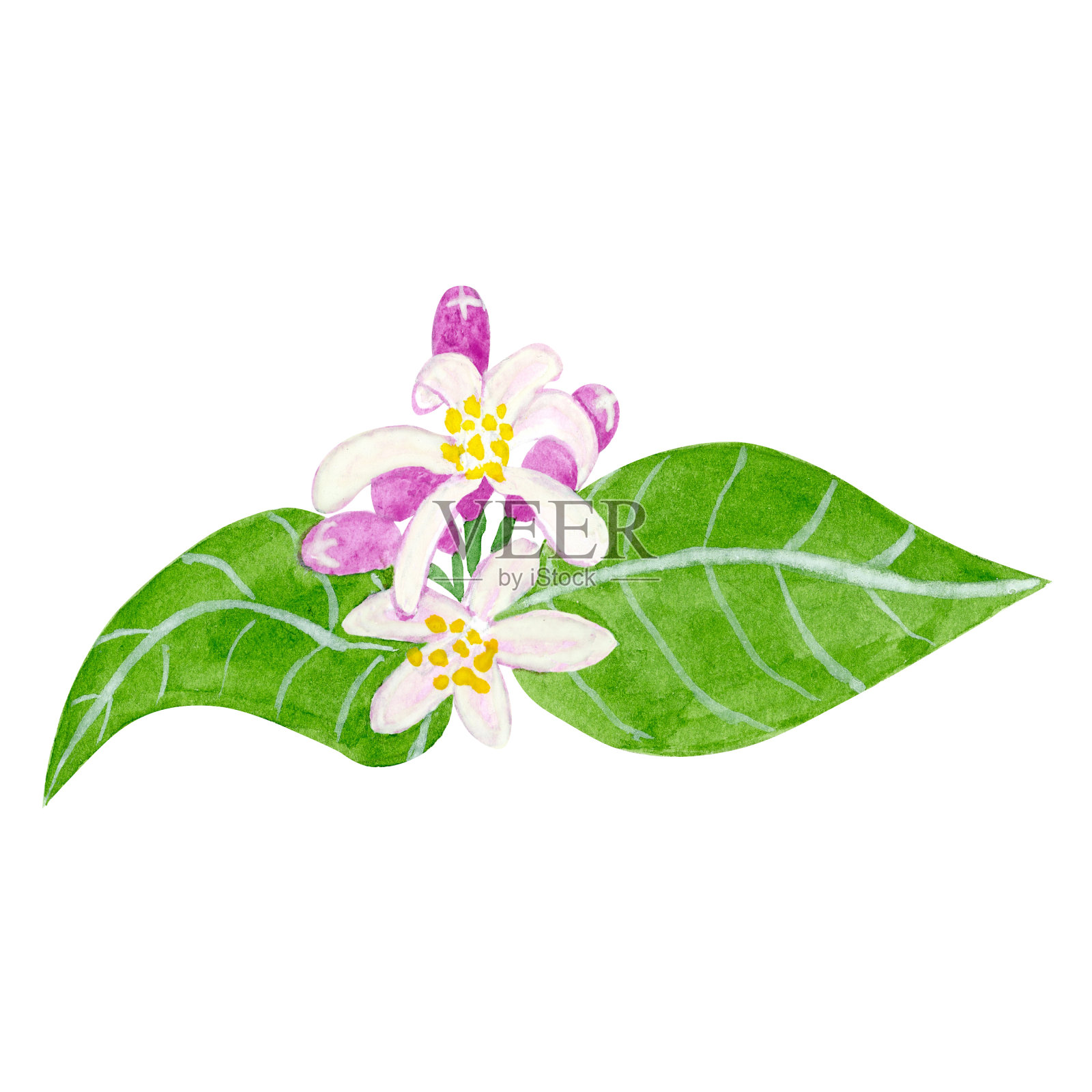 柑橘树的花朵，孤立在白色背景上。插画图片素材