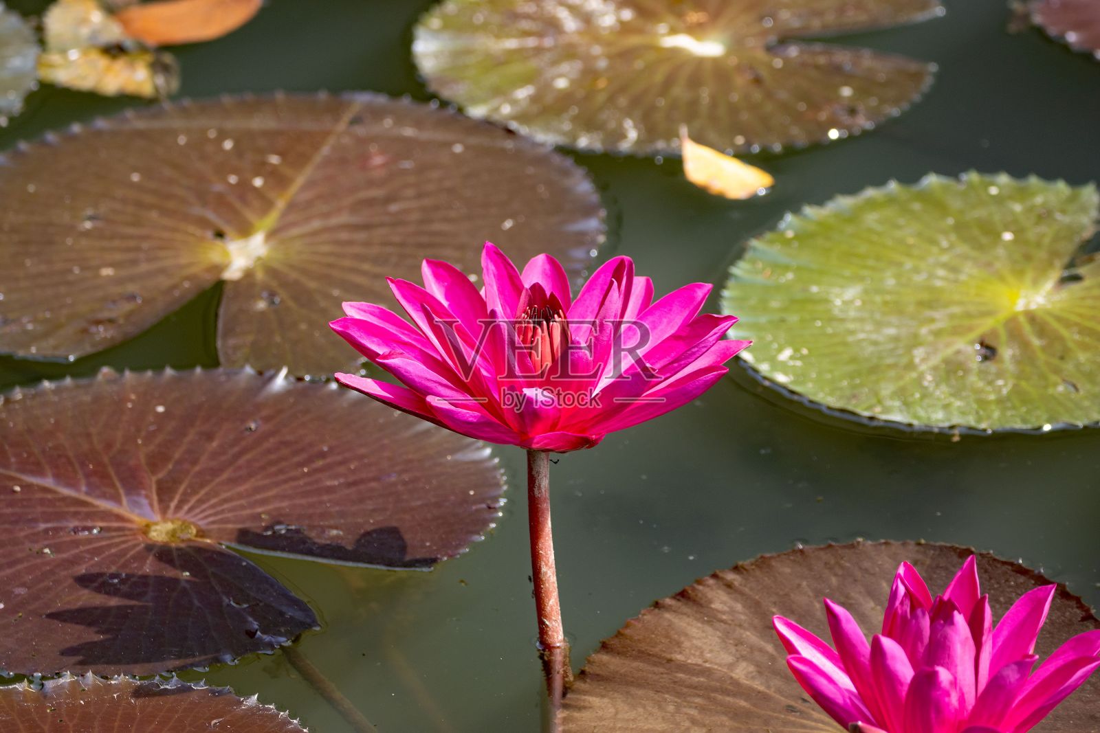 印度红睡莲照片摄影图片
