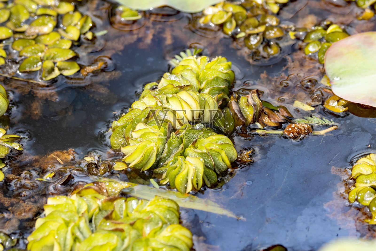 巨型槐叶苹照片摄影图片