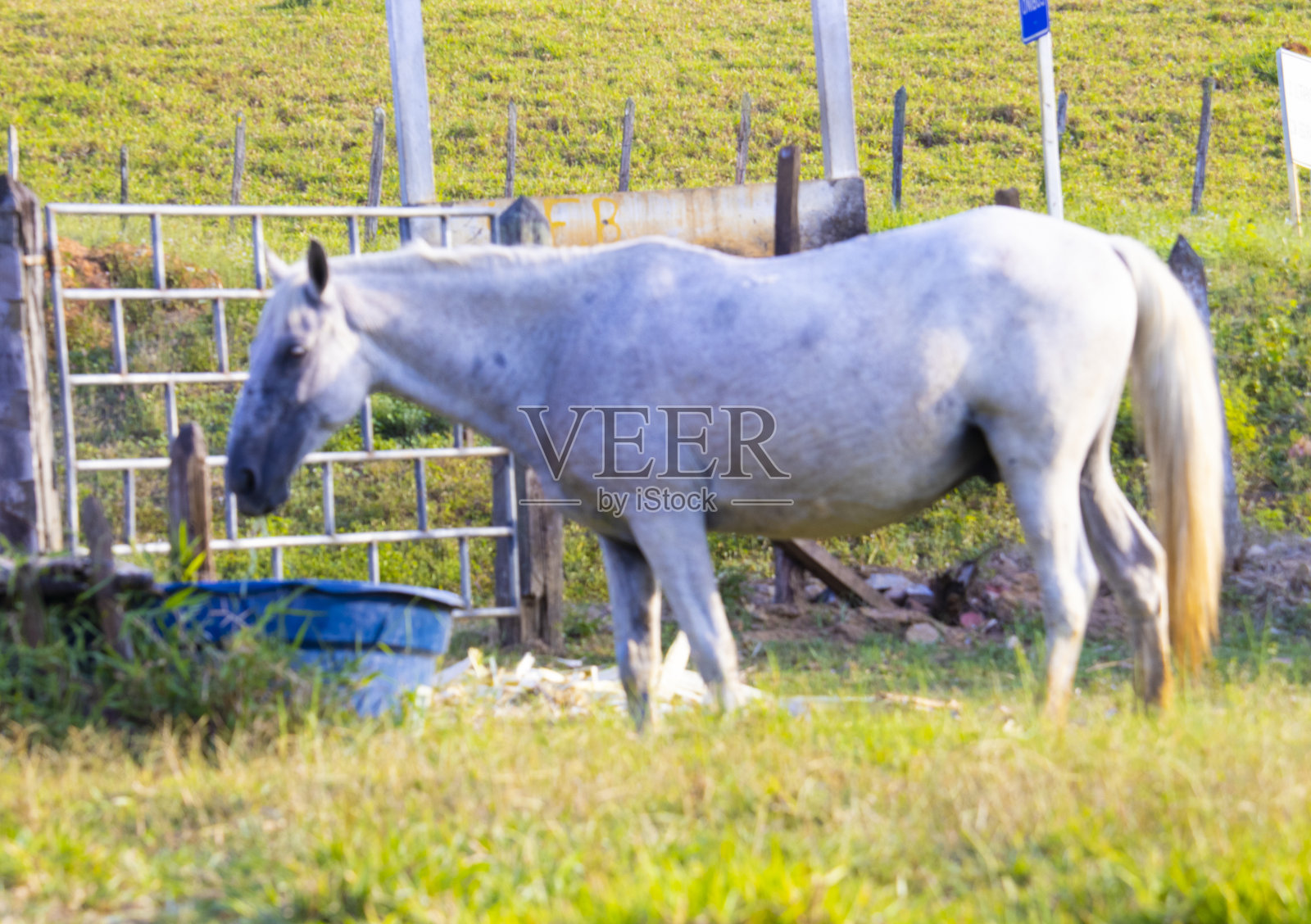 漂亮的马照片摄影图片
