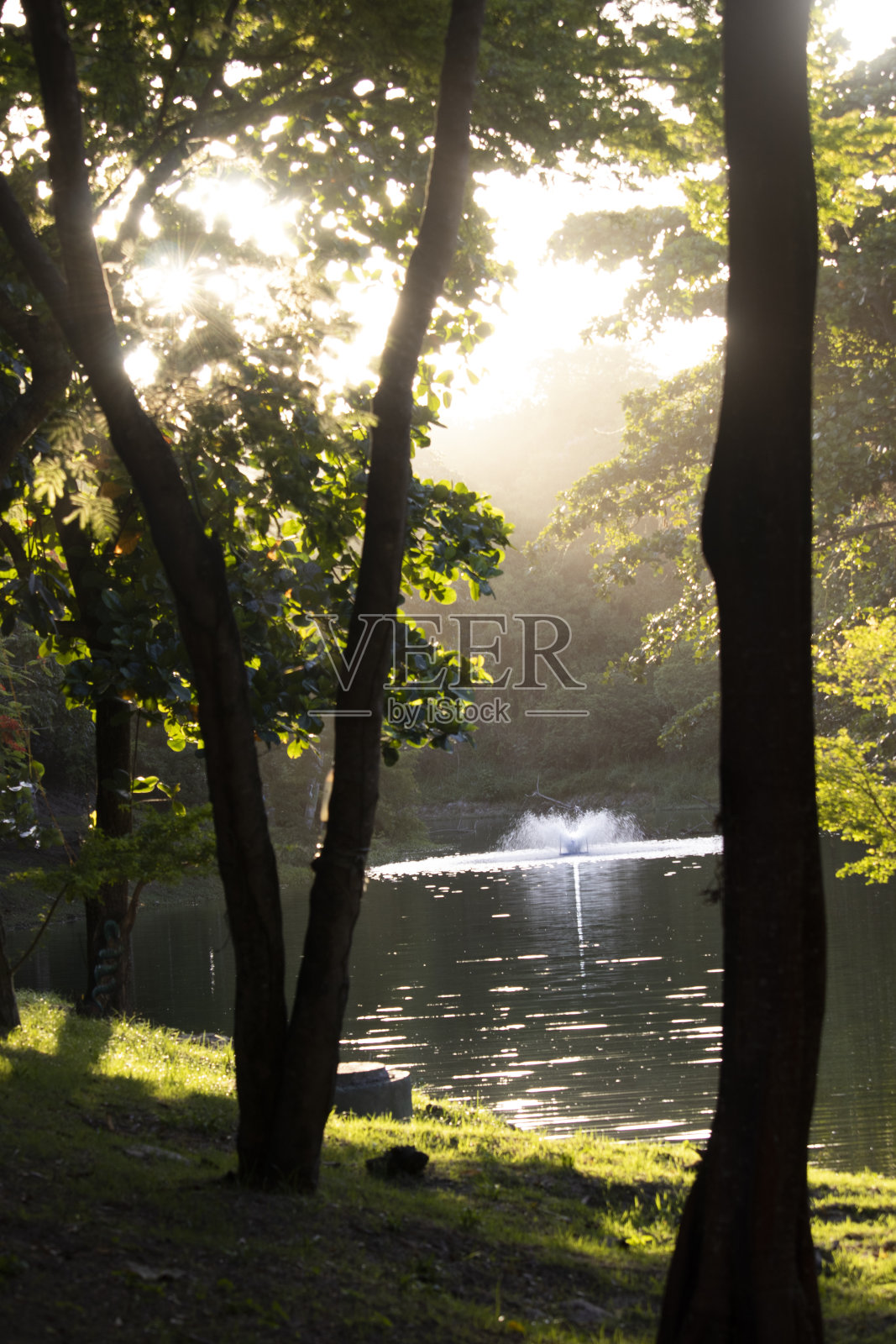 天堂里的树照片摄影图片