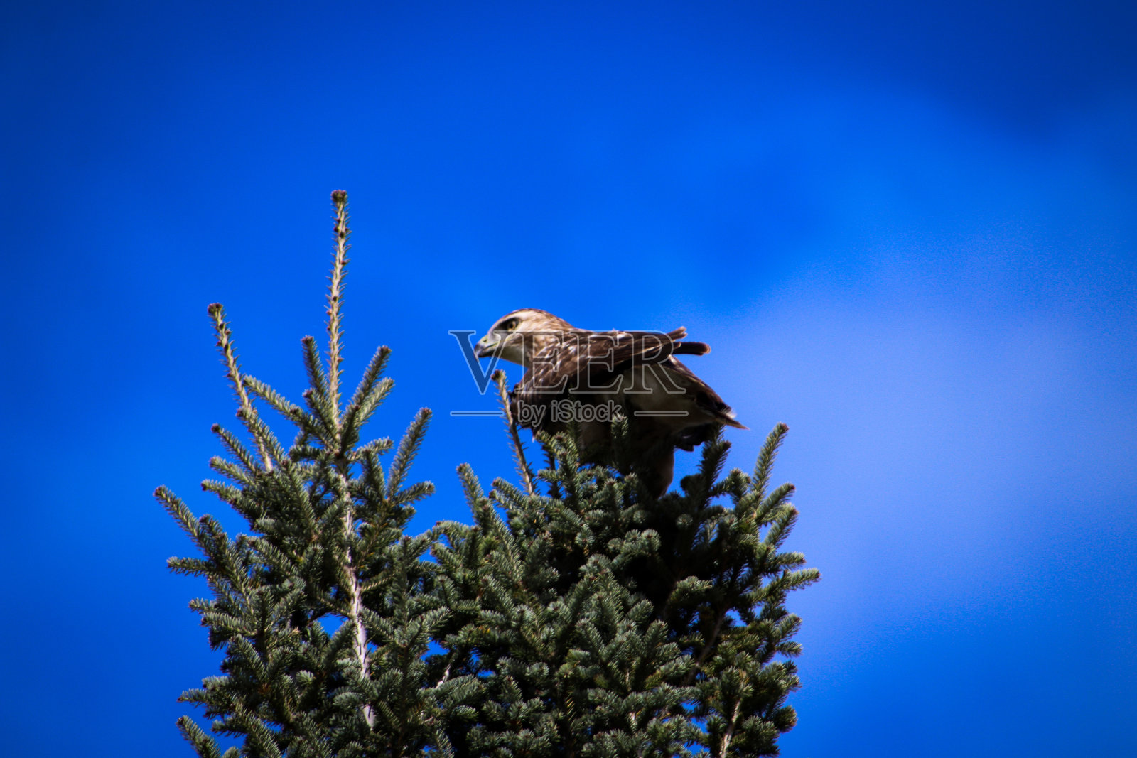 猛禽照片摄影图片