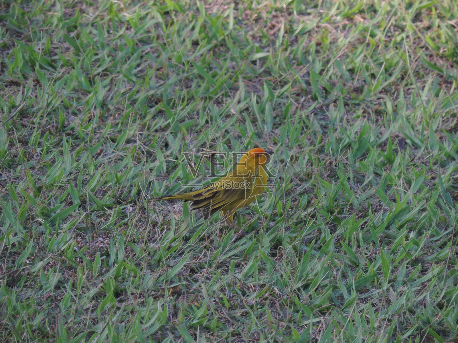 大地金丝雀(盲)照片摄影图片