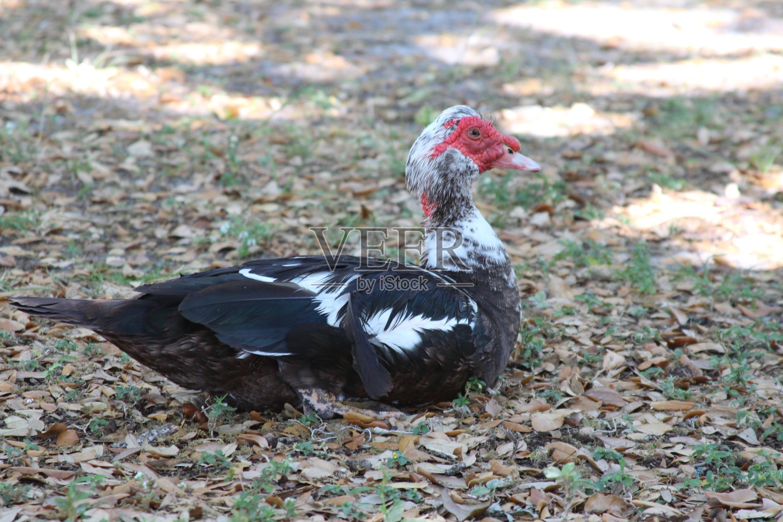 水鸟鸭黑白中摄照片摄影图片