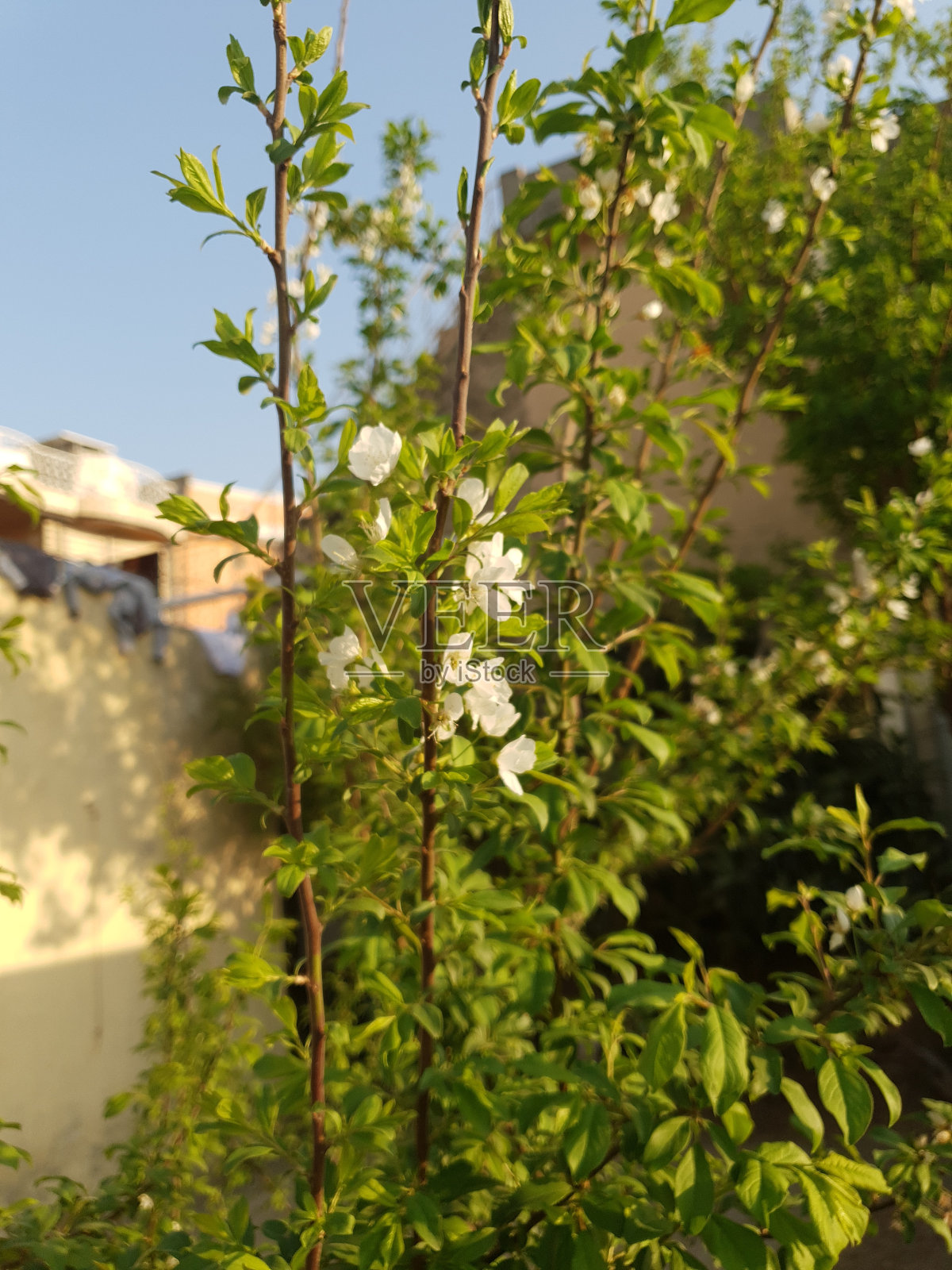 樱桃树照片摄影图片