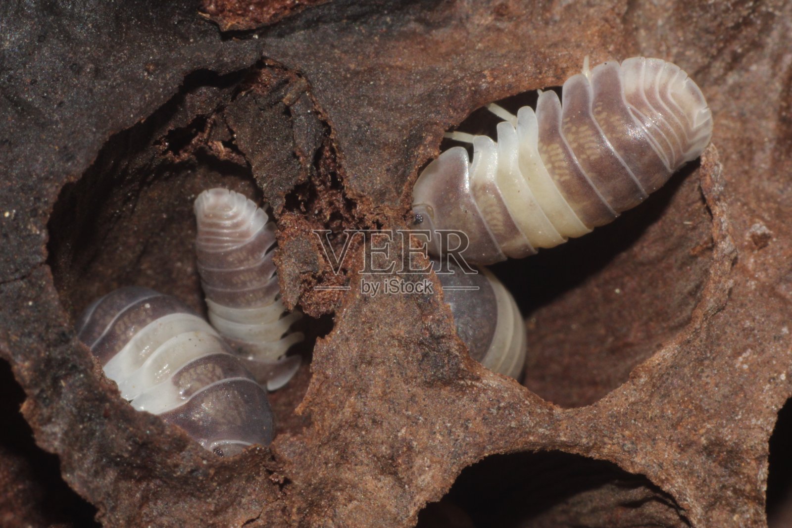 Cubaris sp。“熊猫王”大组荷叶干照片摄影图片