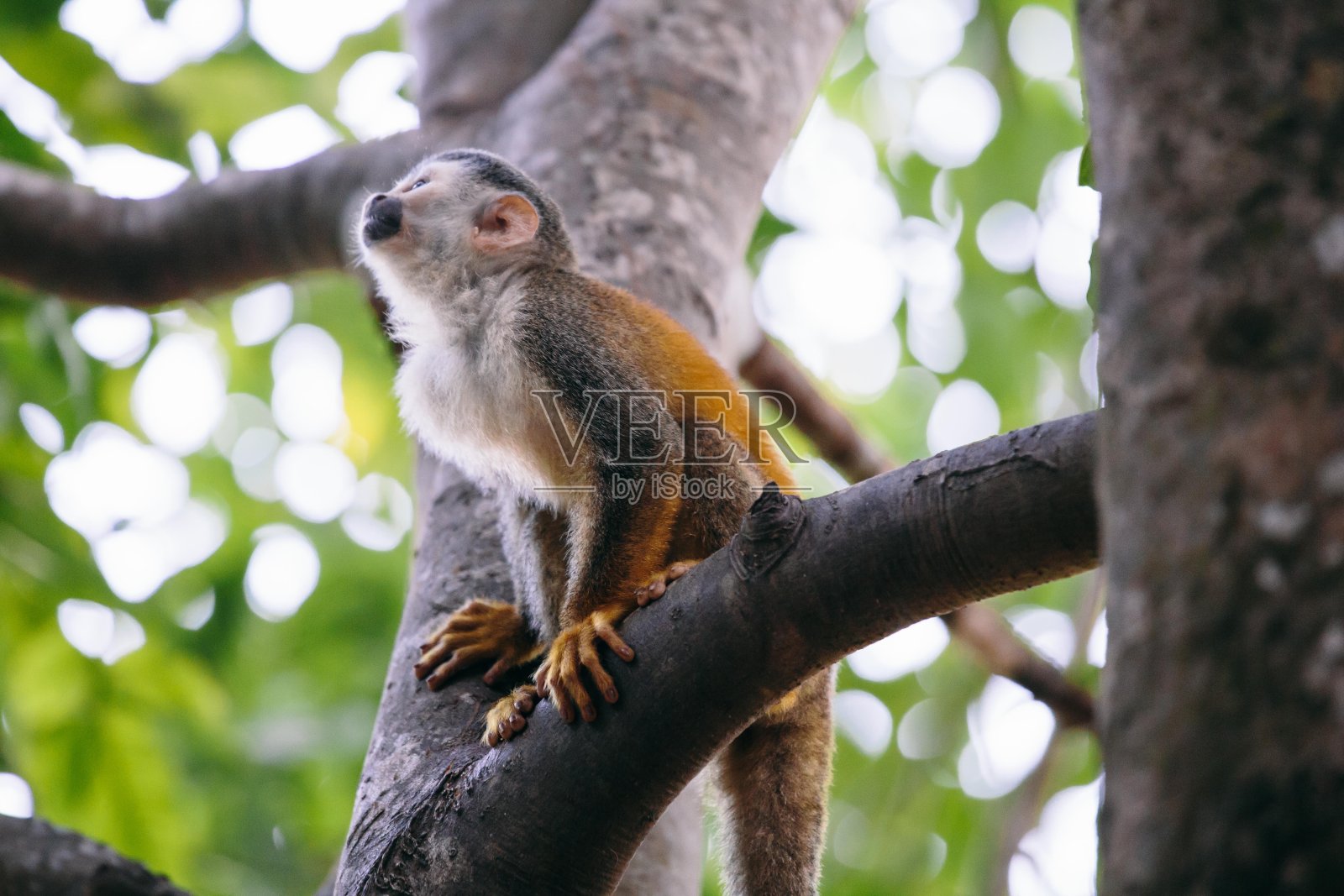 可爱的松鼠猴子在树木之间移动时向上看-哥斯达黎加野生动物照片摄影图片