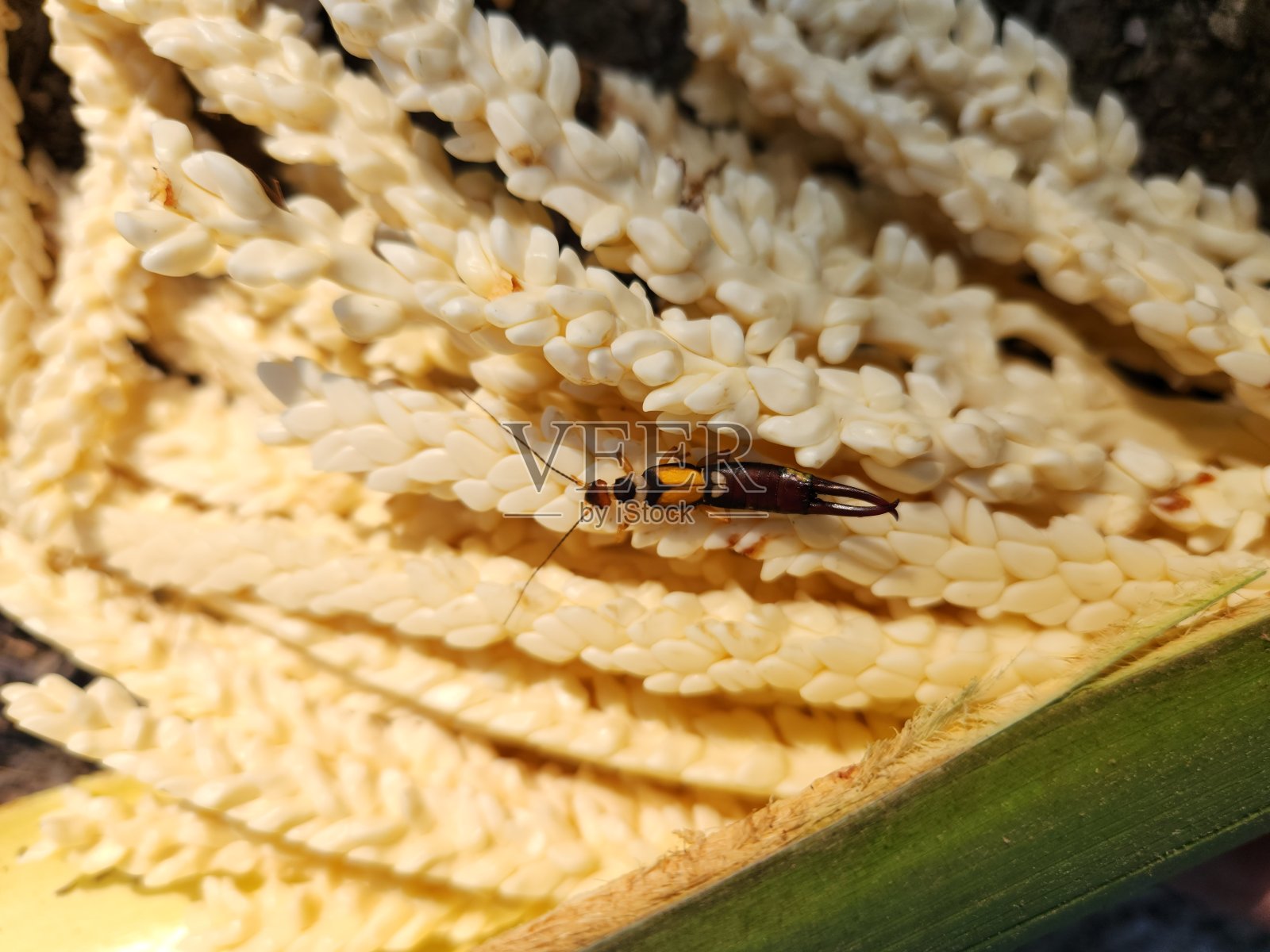 黑耳虫是椰子害虫的天敌。照片摄影图片