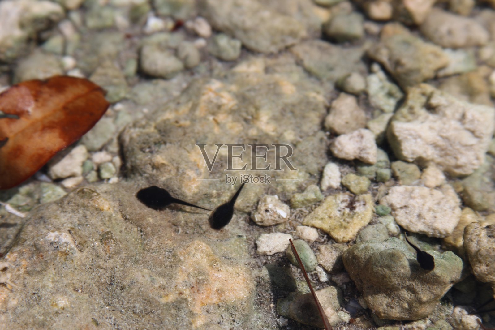 蝌蚪在水里照片摄影图片