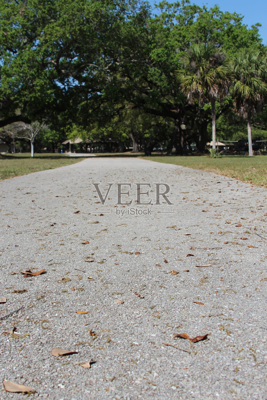 春天的人行道照片摄影图片