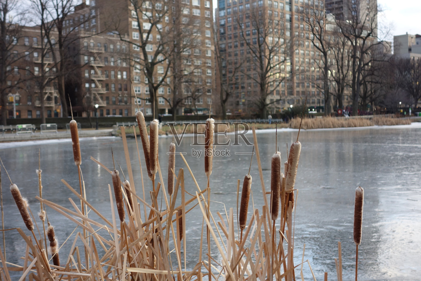 北中央公园，2014年1月12日照片摄影图片