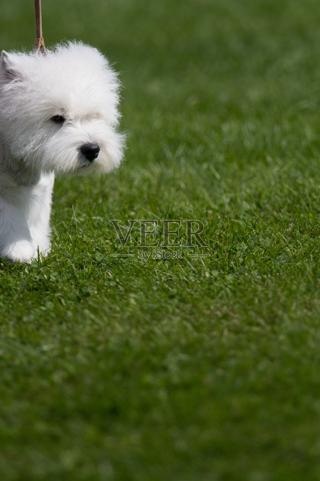 西部高地白梗进入画面照片摄影图片