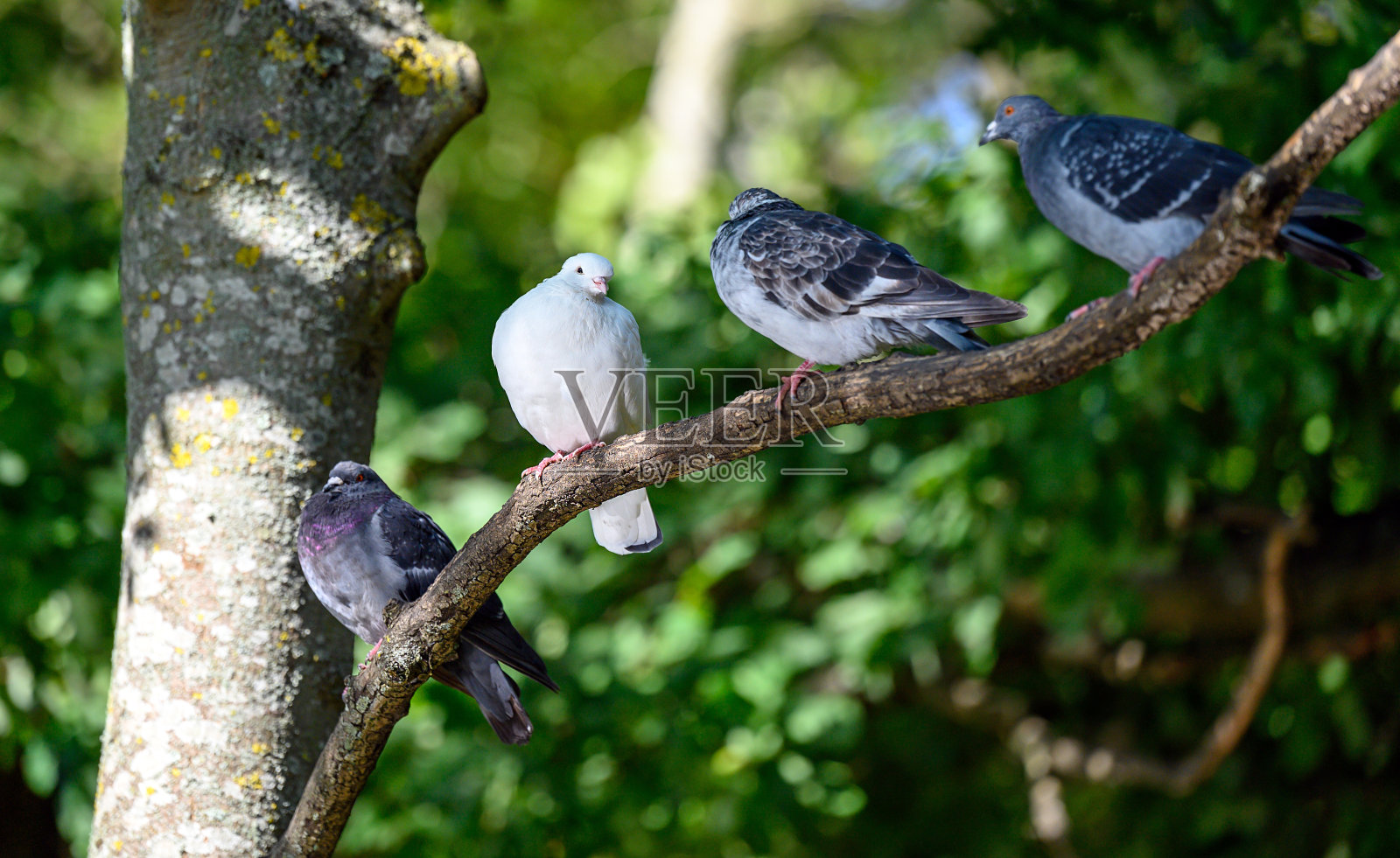 鸽子或鸽子在树上照片摄影图片