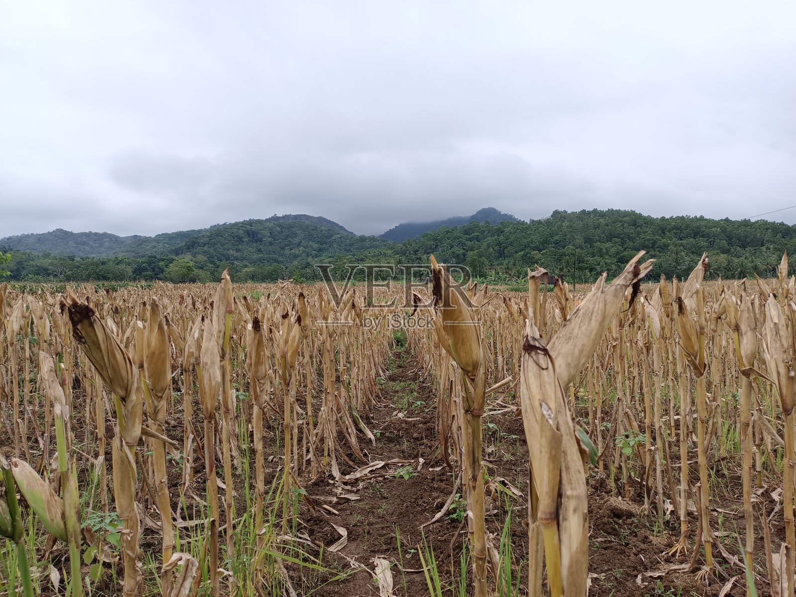 收割玉米的时间到了照片摄影图片