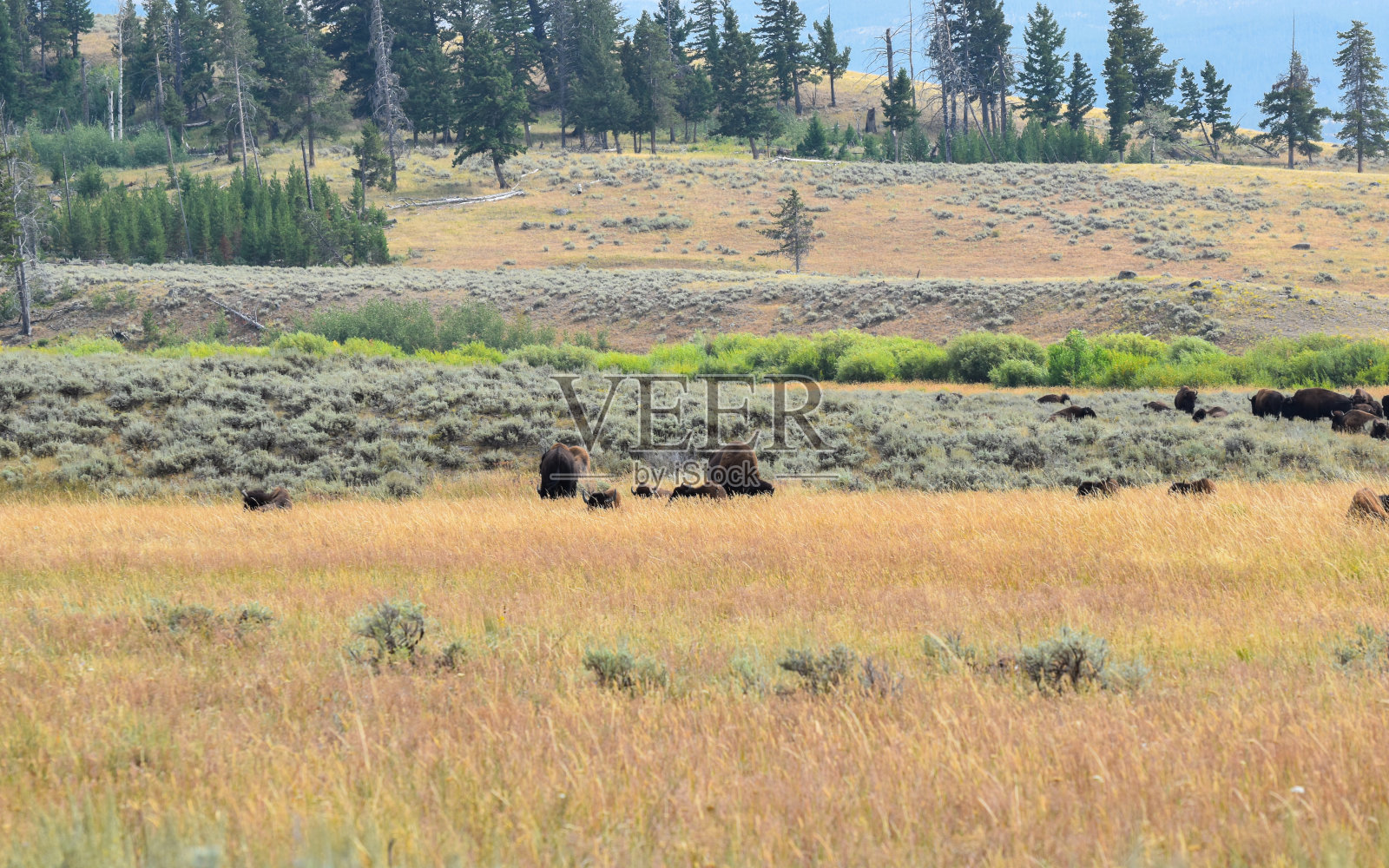黄石国家公园的大草原上有一群美洲野牛。照片摄影图片