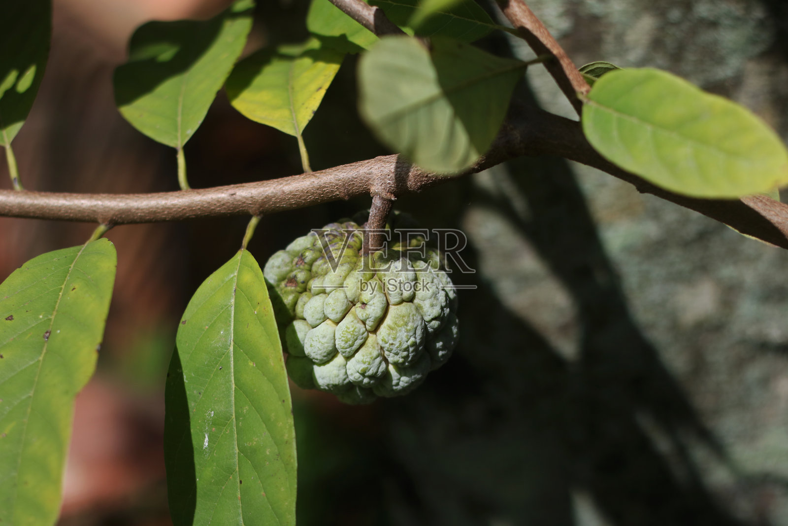 sirkaya水果照片摄影图片