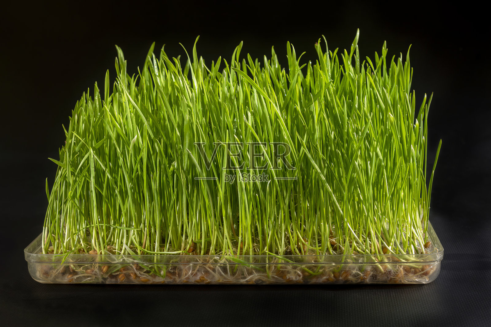 Microgreen。小麦幼苗，龄8天。低调。照片摄影图片