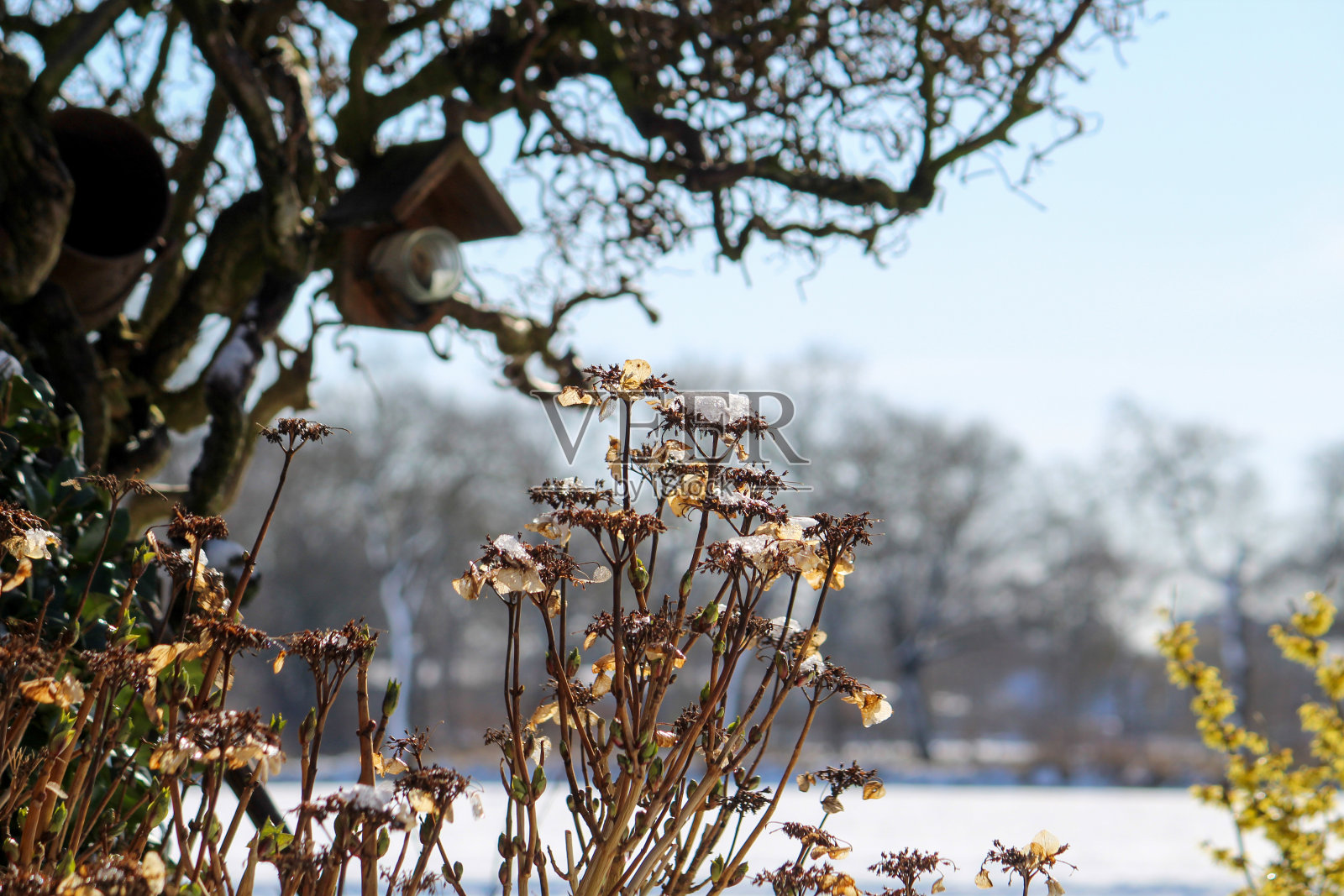 雪中的绣球花照片摄影图片