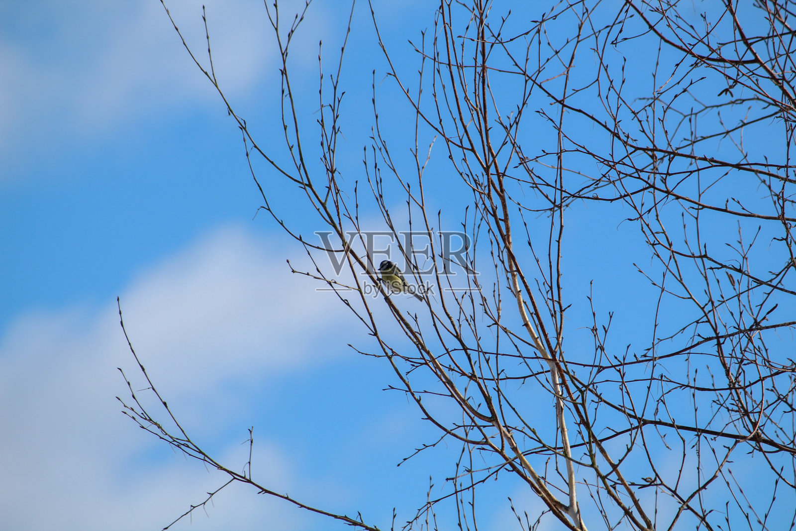 蓝天前的山雀照片摄影图片