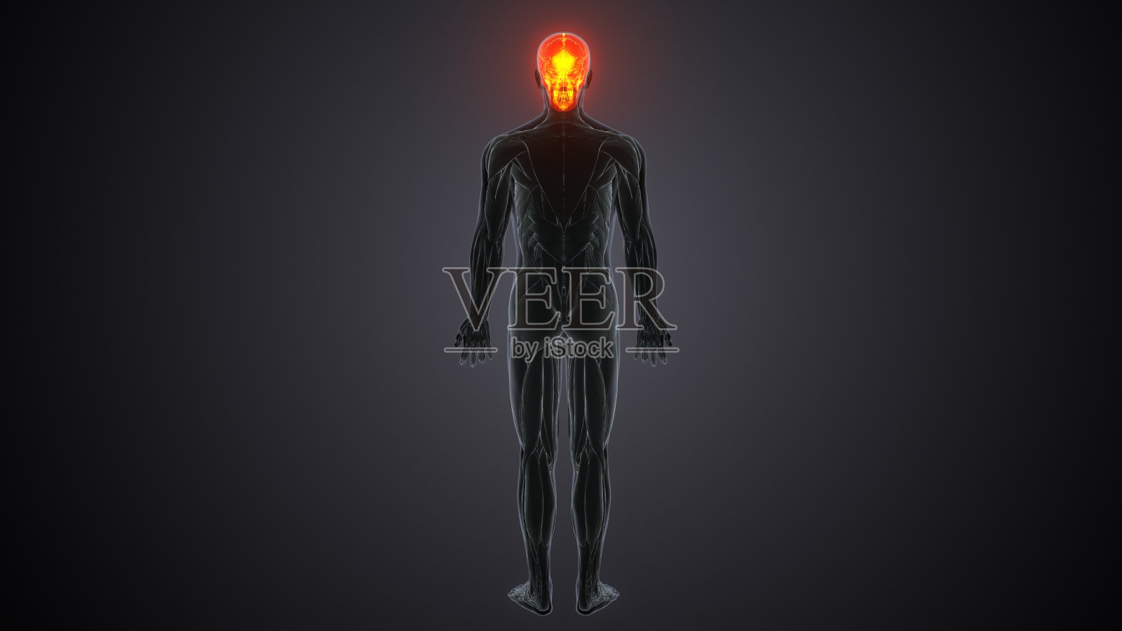 人体骨骼解剖的三维插图照片摄影图片