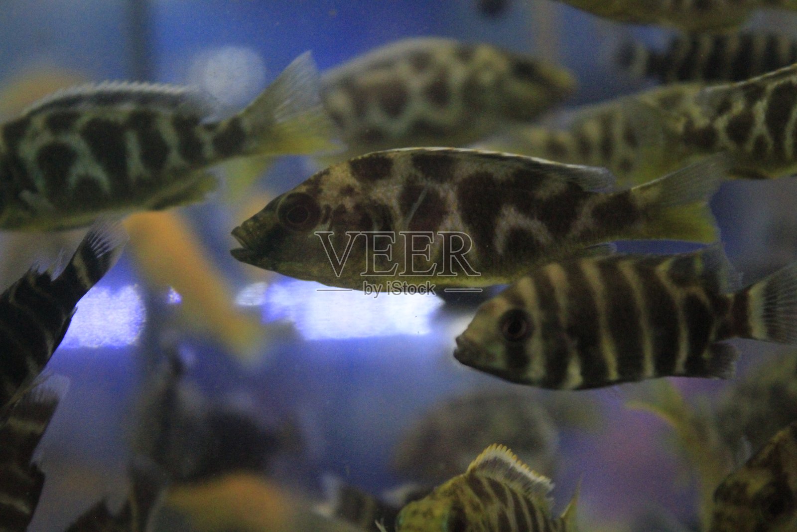 鱼照片摄影图片