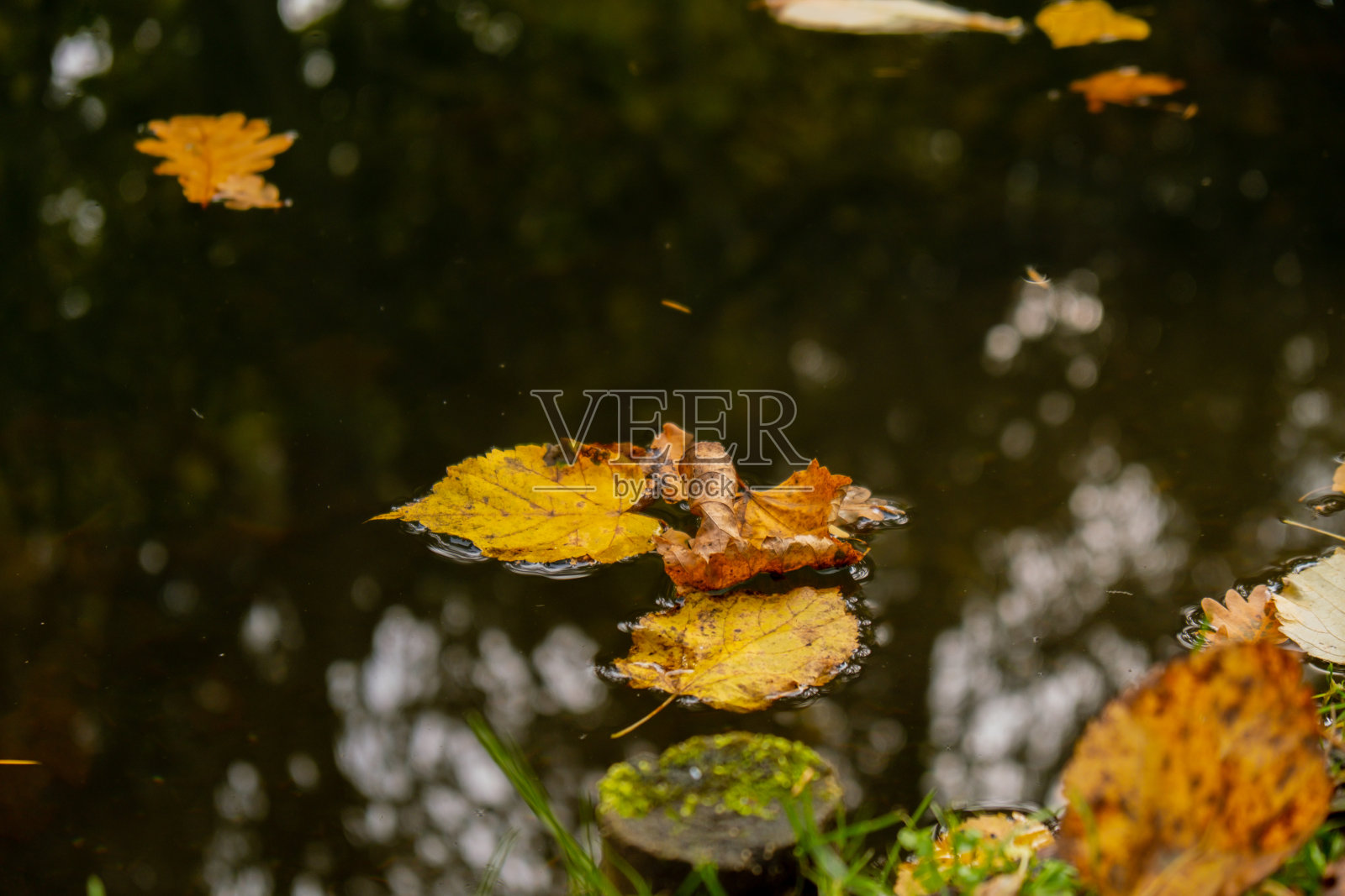 秋叶漂浮在水面上。湖面上飘落的秋叶。掉落的橙叶在水面上航行照片摄影图片
