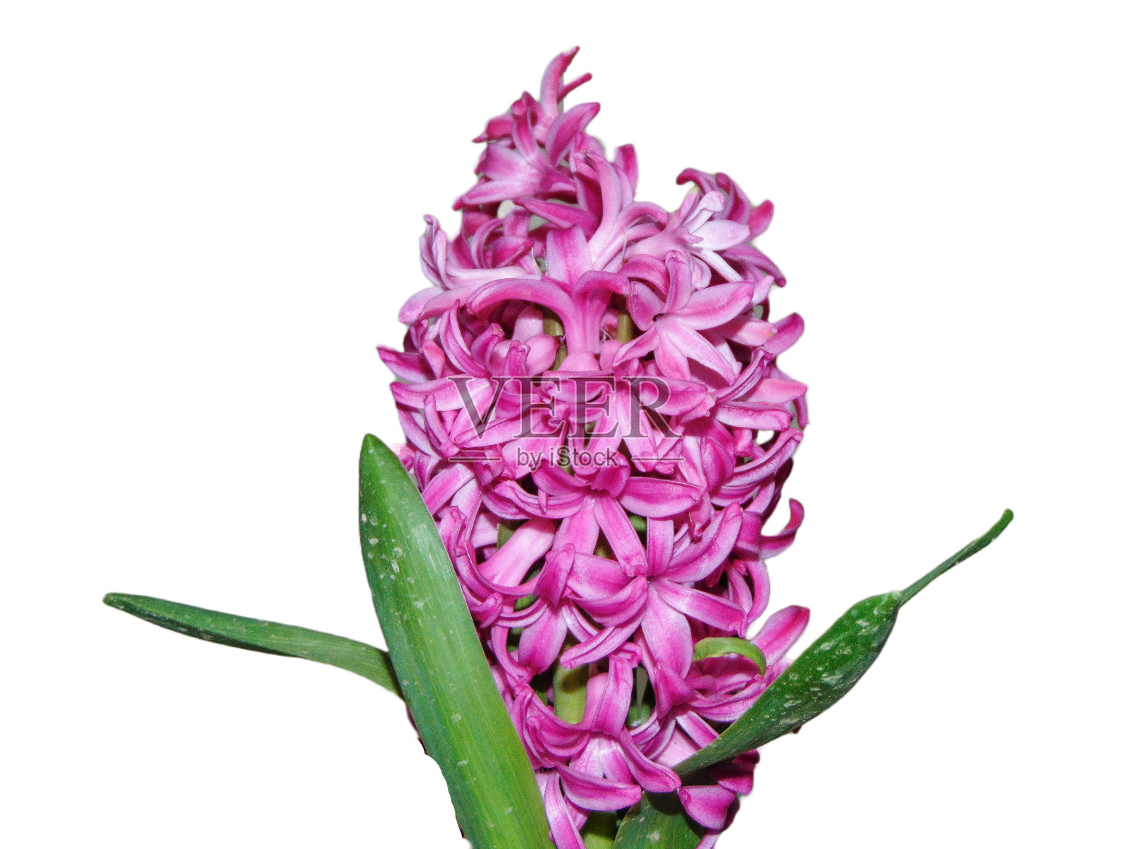 粉红色风信子花孤立在白色背景。风信子胶照片摄影图片