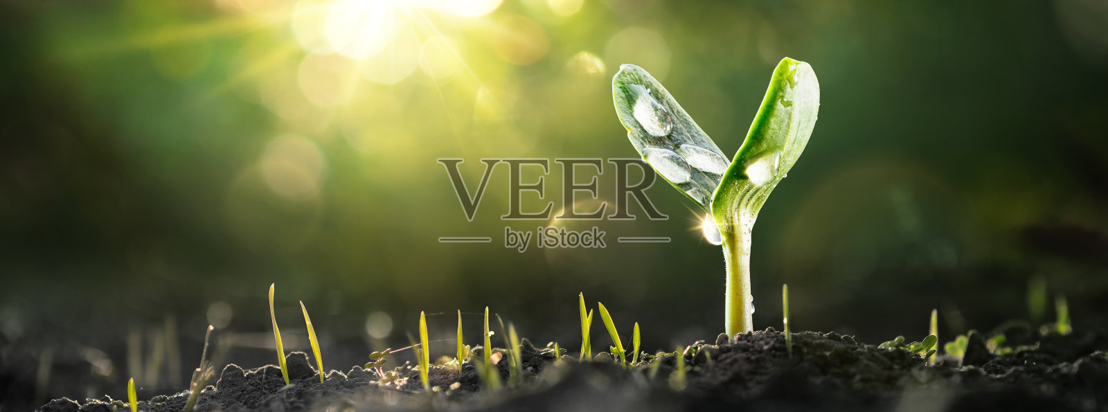 有水滴的小植物。环境的概念照片摄影图片