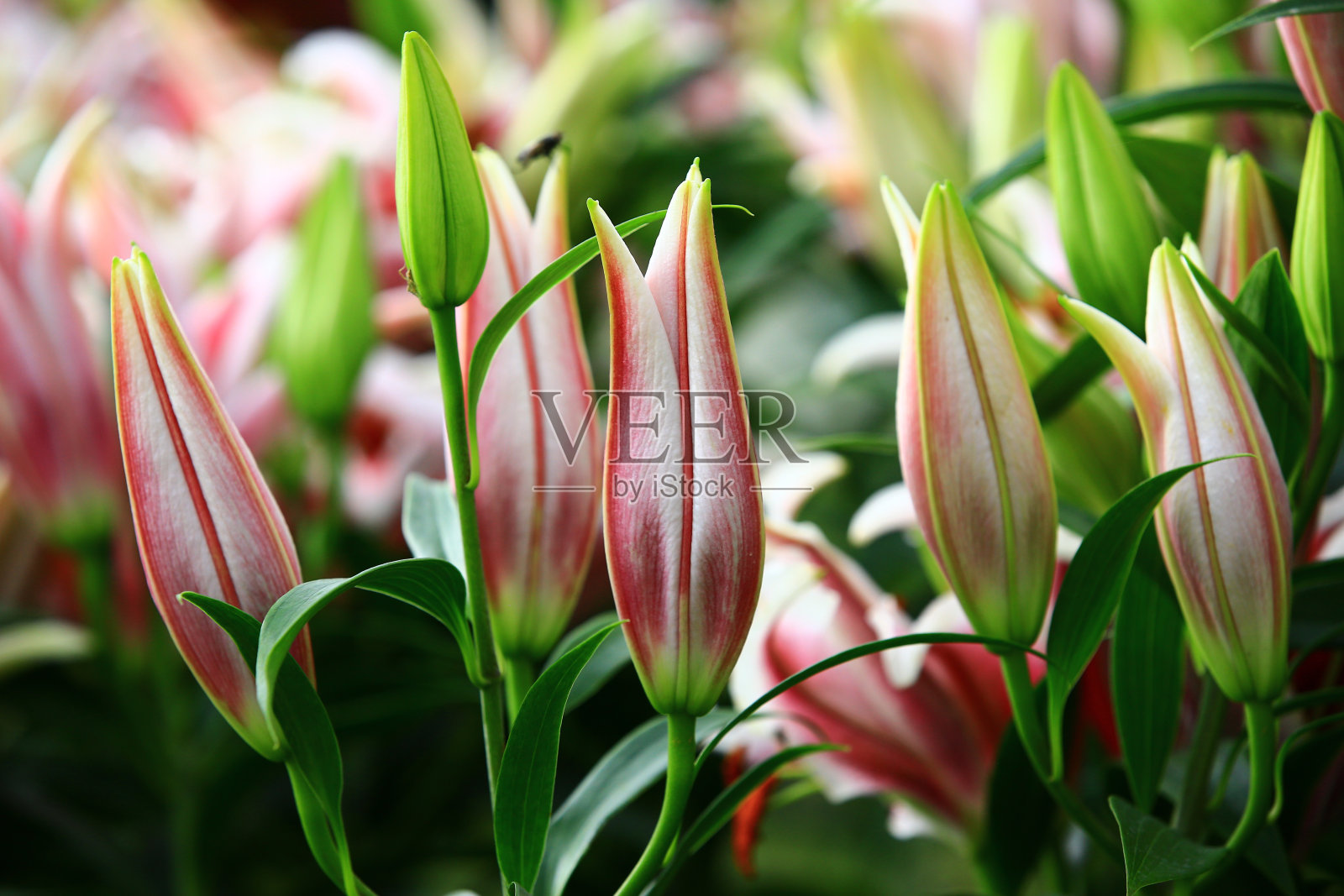 东方百合(香百合)的花蕾照片摄影图片