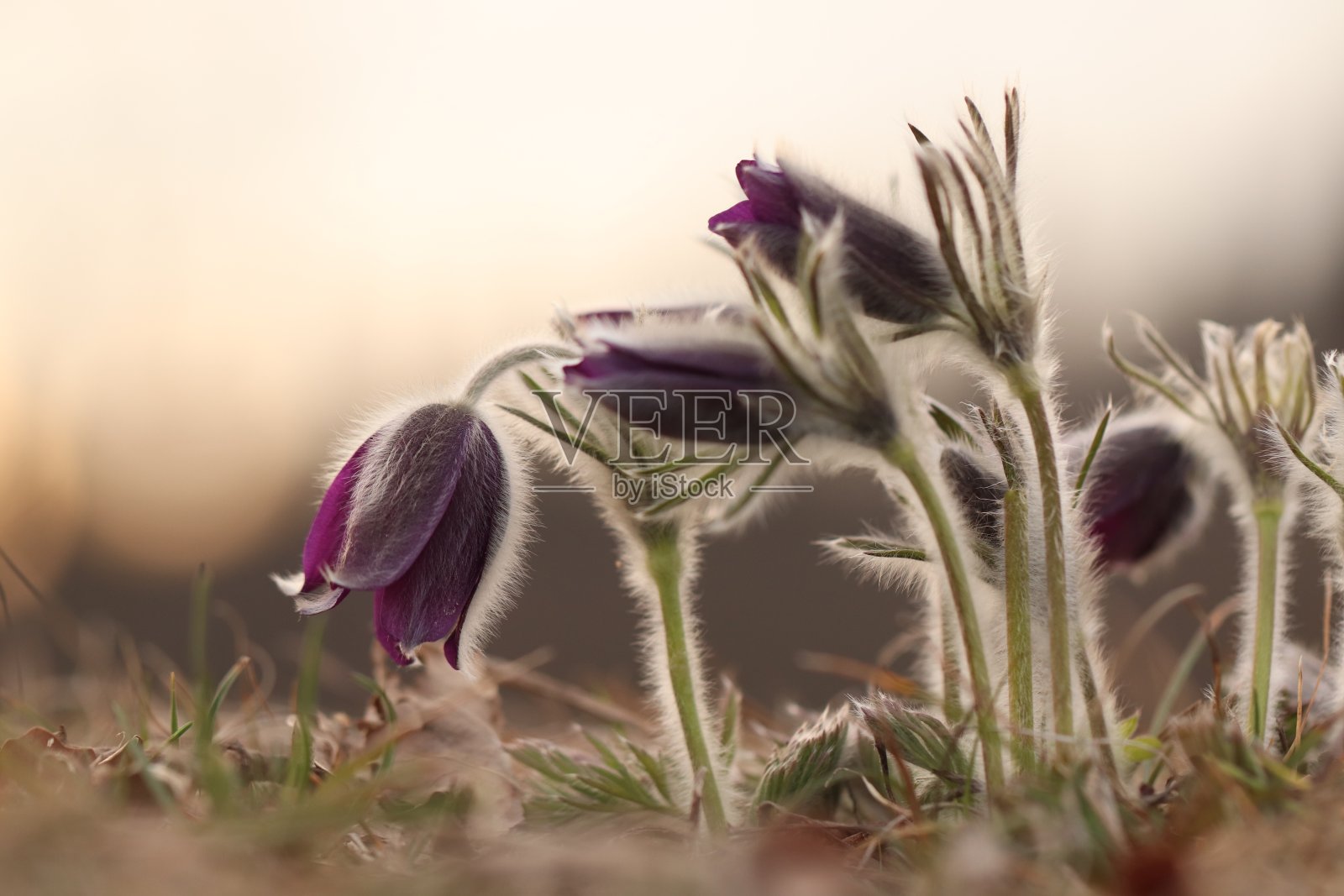 海葵白头翁照片摄影图片