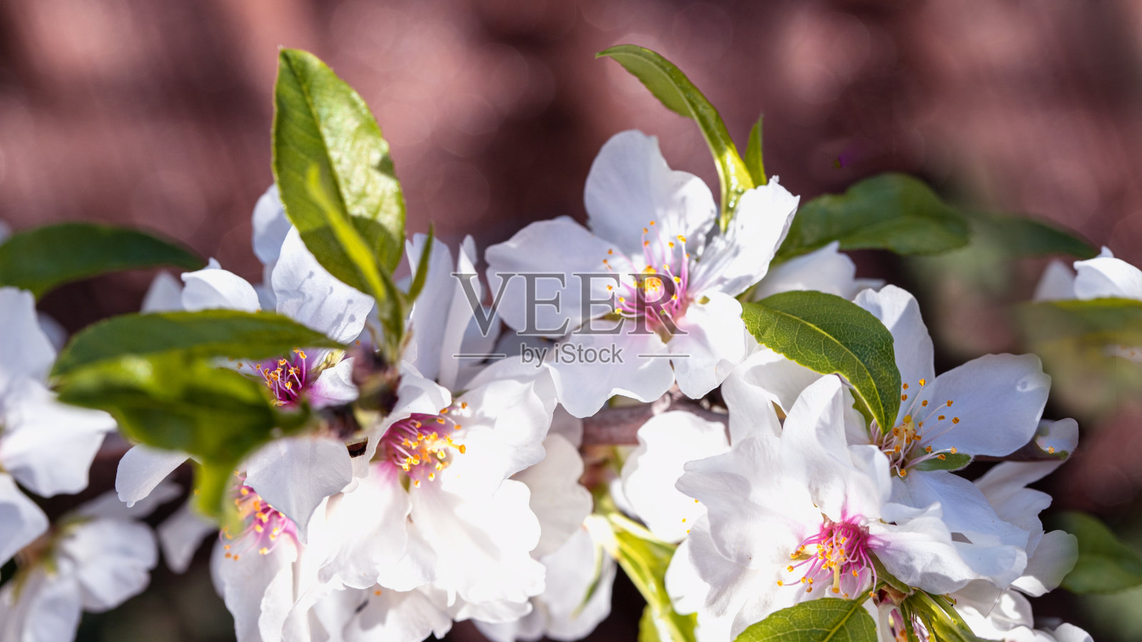 春天，盛开的杏树开着白色的花。美丽色调的花朵背景照片摄影图片