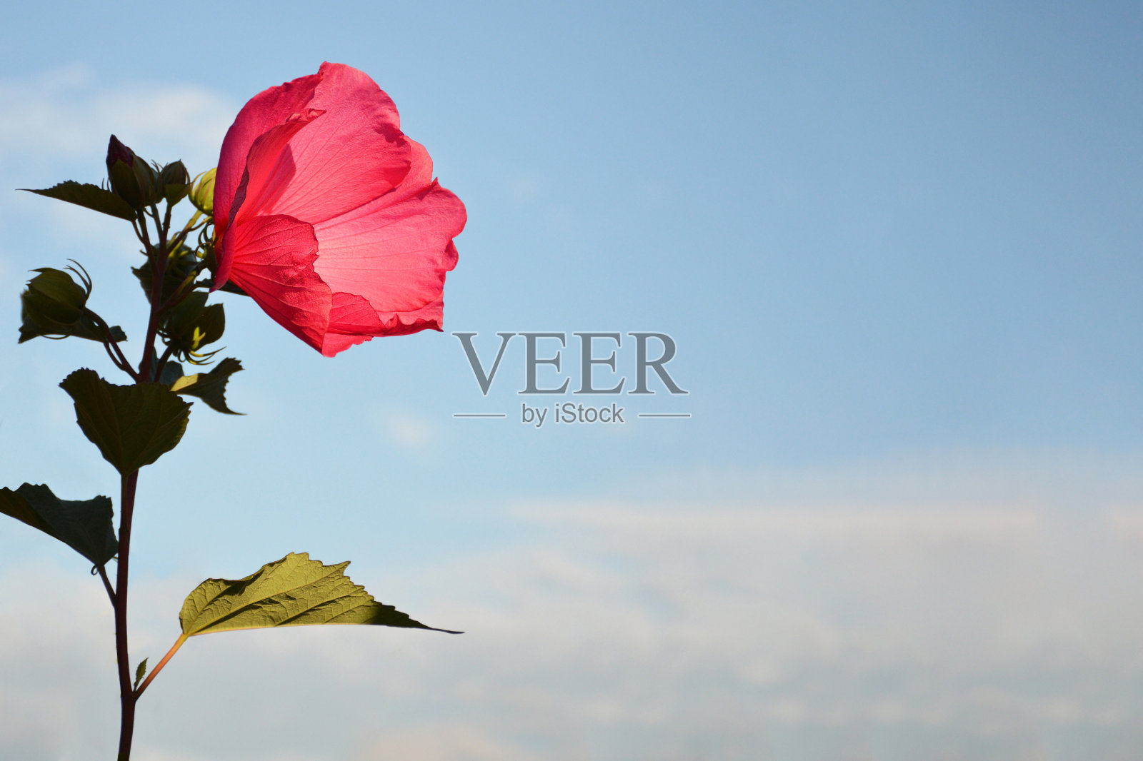 粉红色的芙蓉花映衬着蓝天。带有复制空间的花卉背景。照片摄影图片