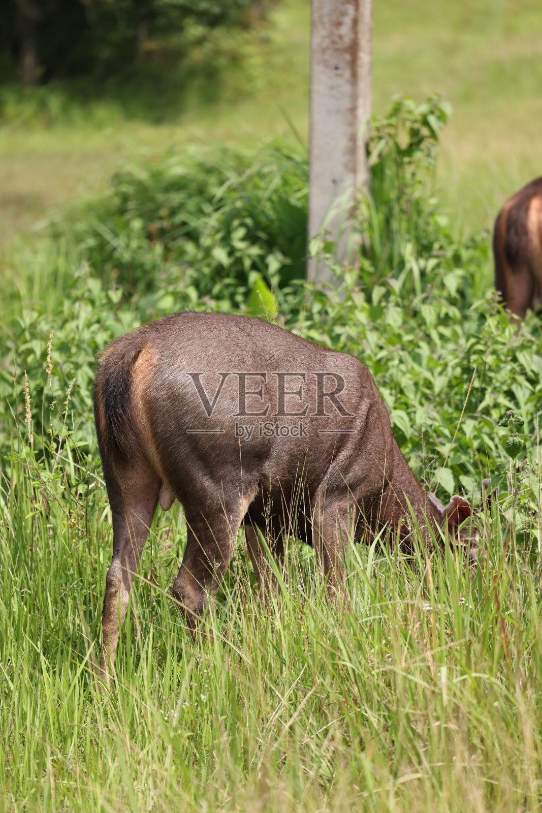 野生动物正在寻找草。照片摄影图片