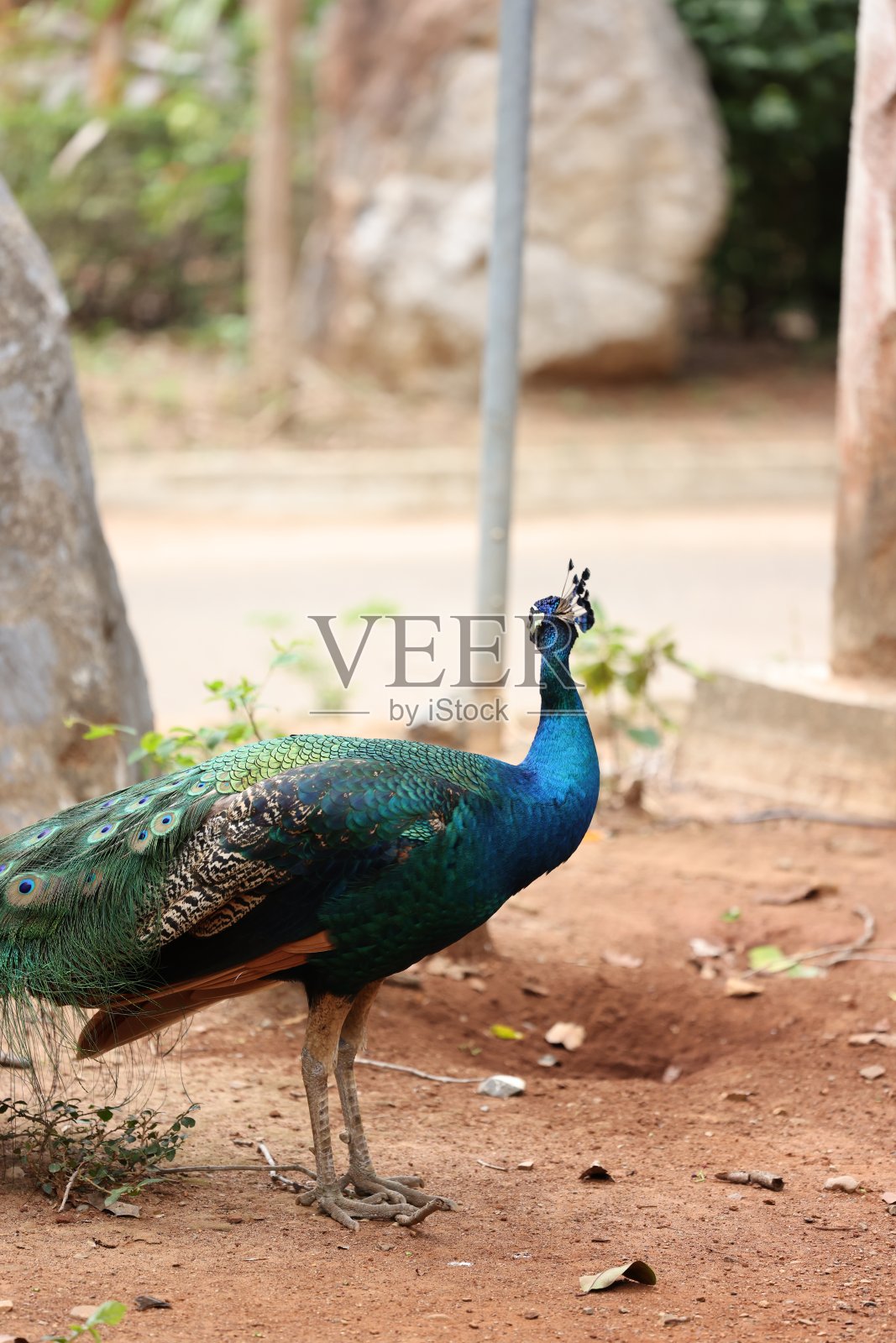 孔雀是美丽的野生动物。照片摄影图片