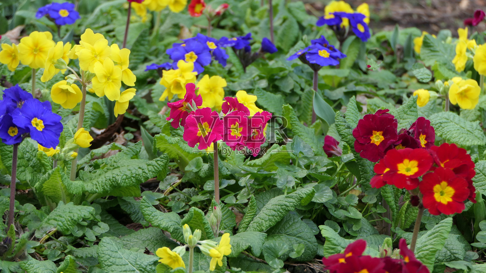 春天，花坛里美丽的樱草花照片摄影图片