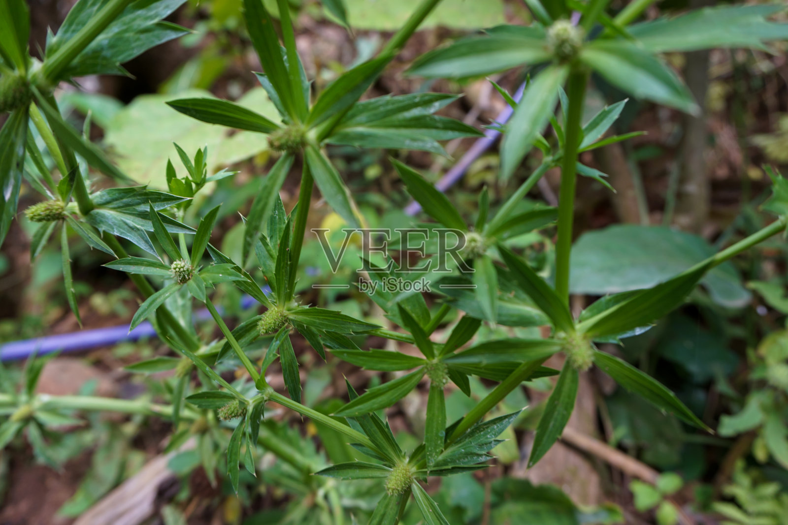 近距离拍摄的花卉照片，完美的背景照片摄影图片