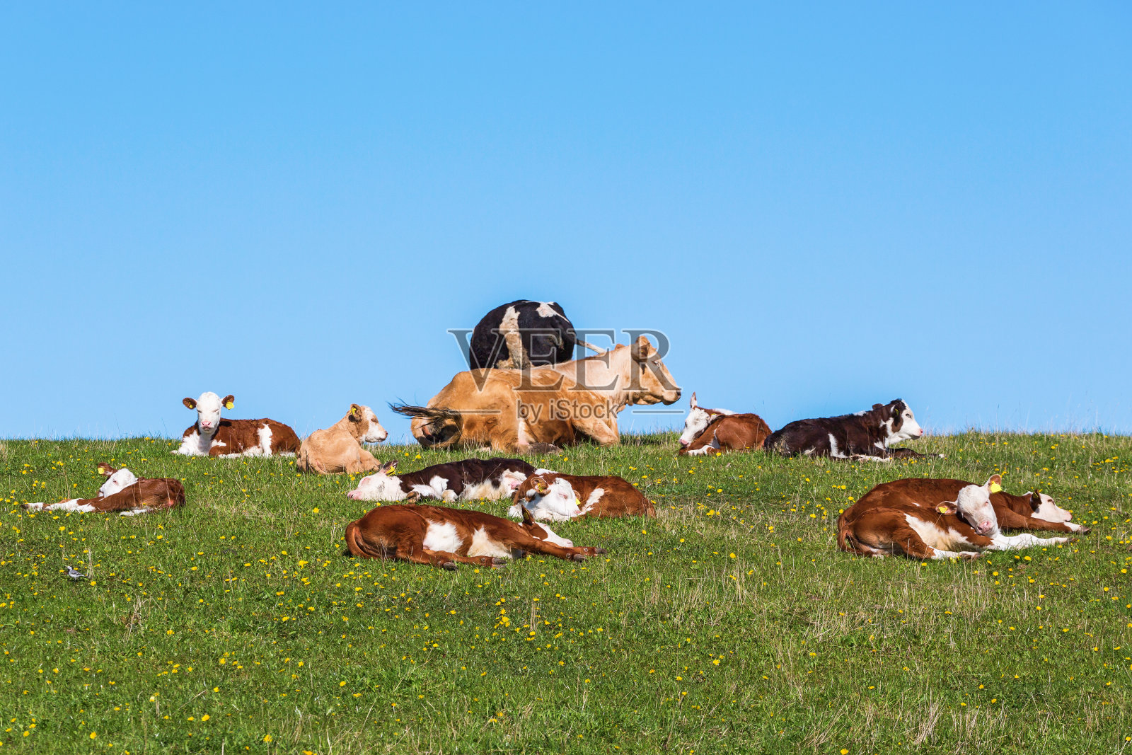 一群母牛和小牛照片摄影图片
