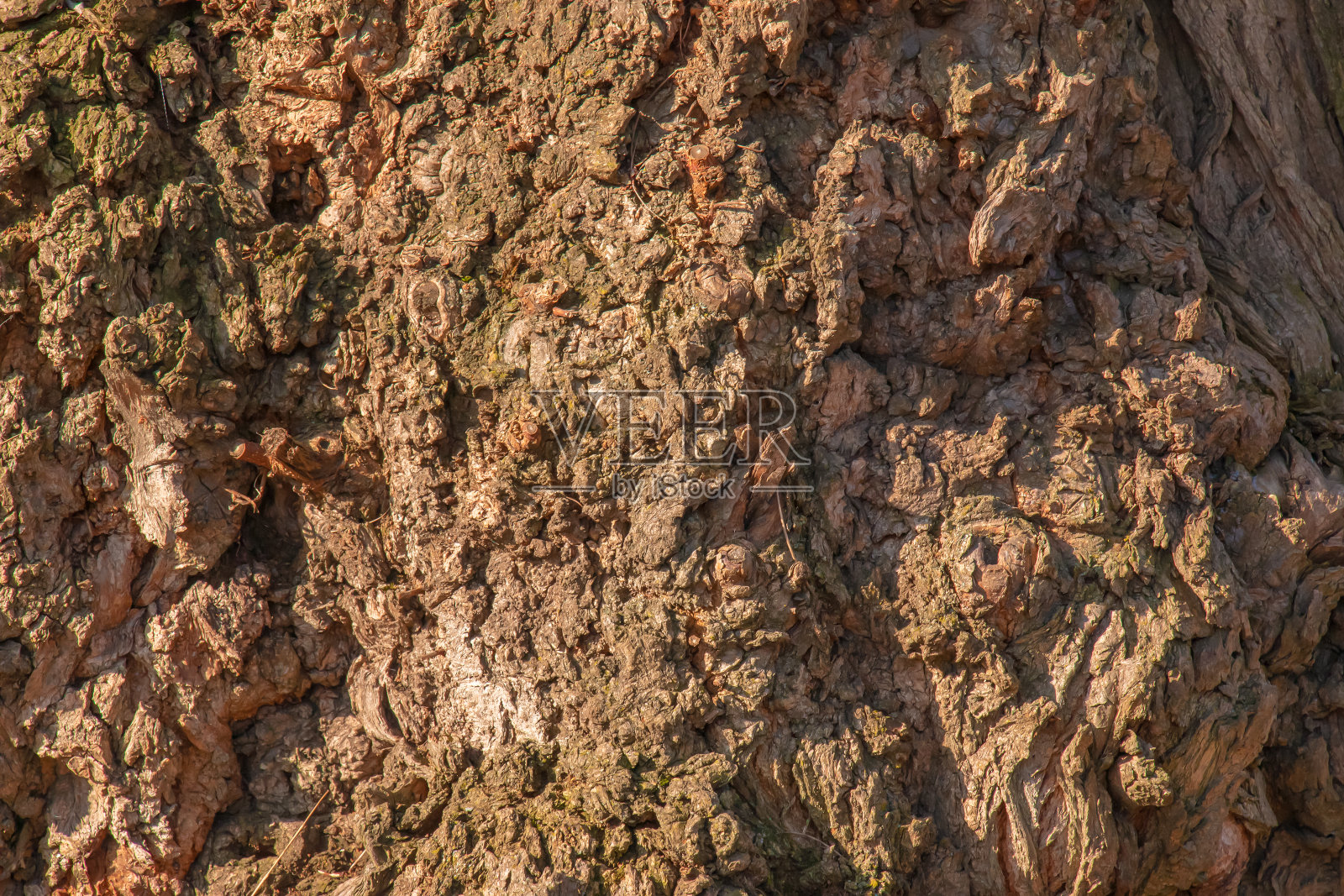 一棵老rowan树棕色树皮的木结构碎片特写。自然有机纹理的设计背景。照片摄影图片