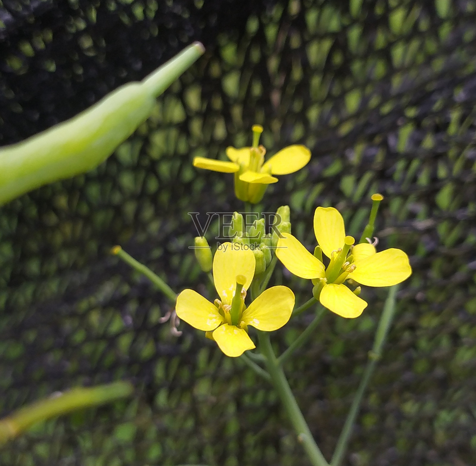 芥末花，拉丁名(Brassica rapa)照片摄影图片
