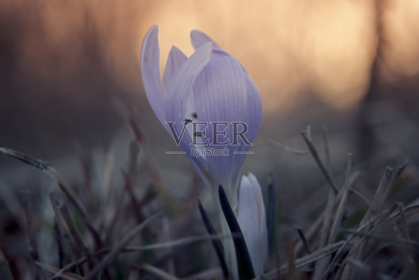 野生番红花照片摄影图片