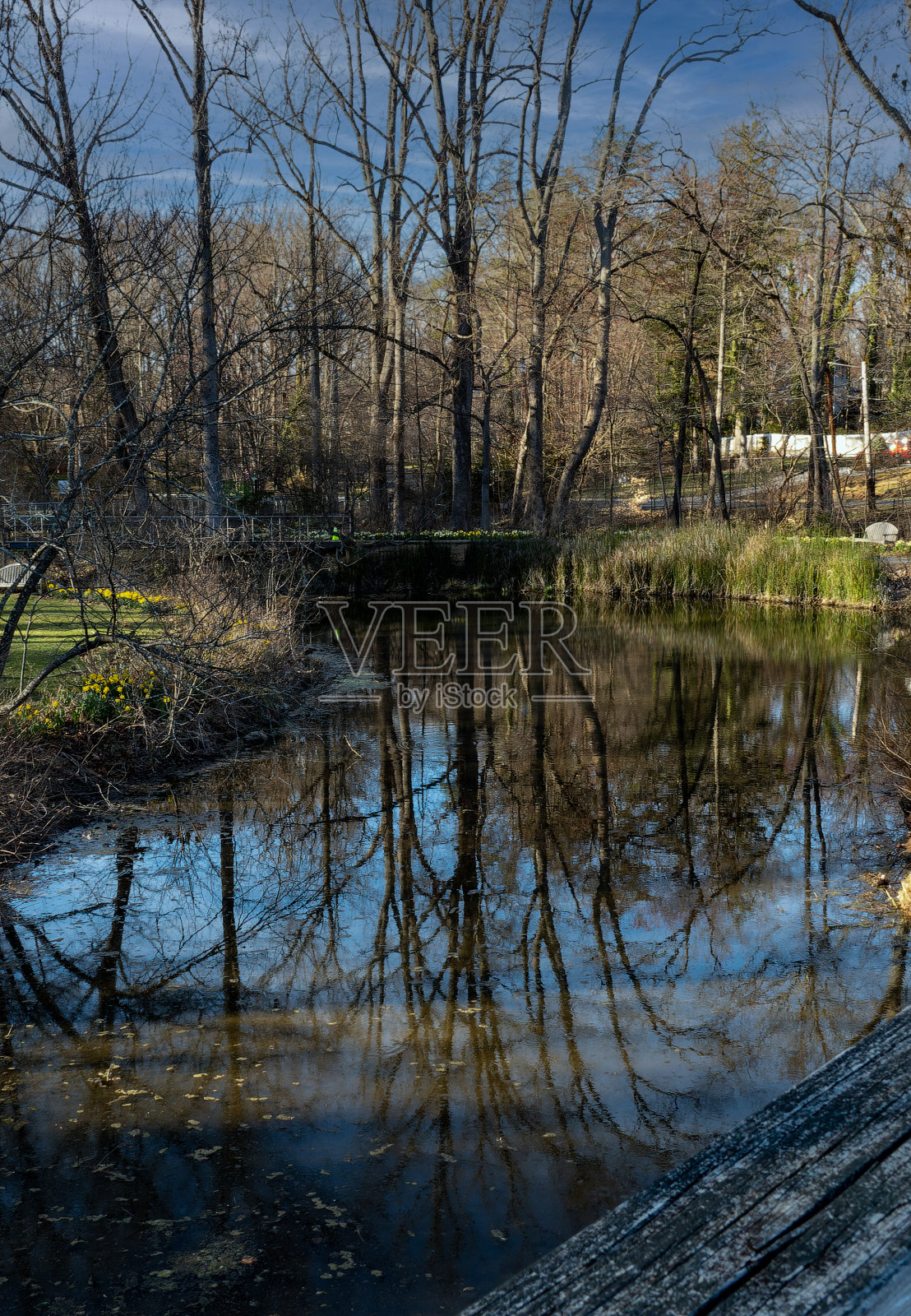 冬天的树木倒映在池塘里照片摄影图片