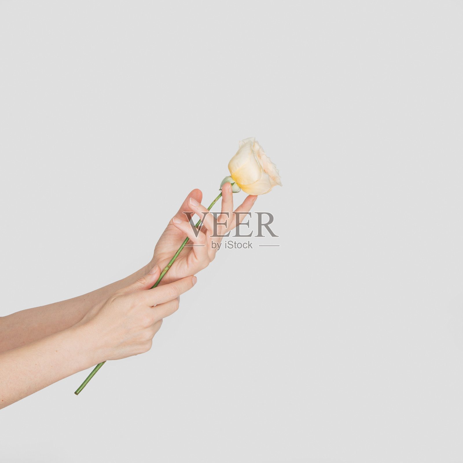 在白色孤立的背景上，一名女子手持黄白色的玫瑰花蕾。照片摄影图片