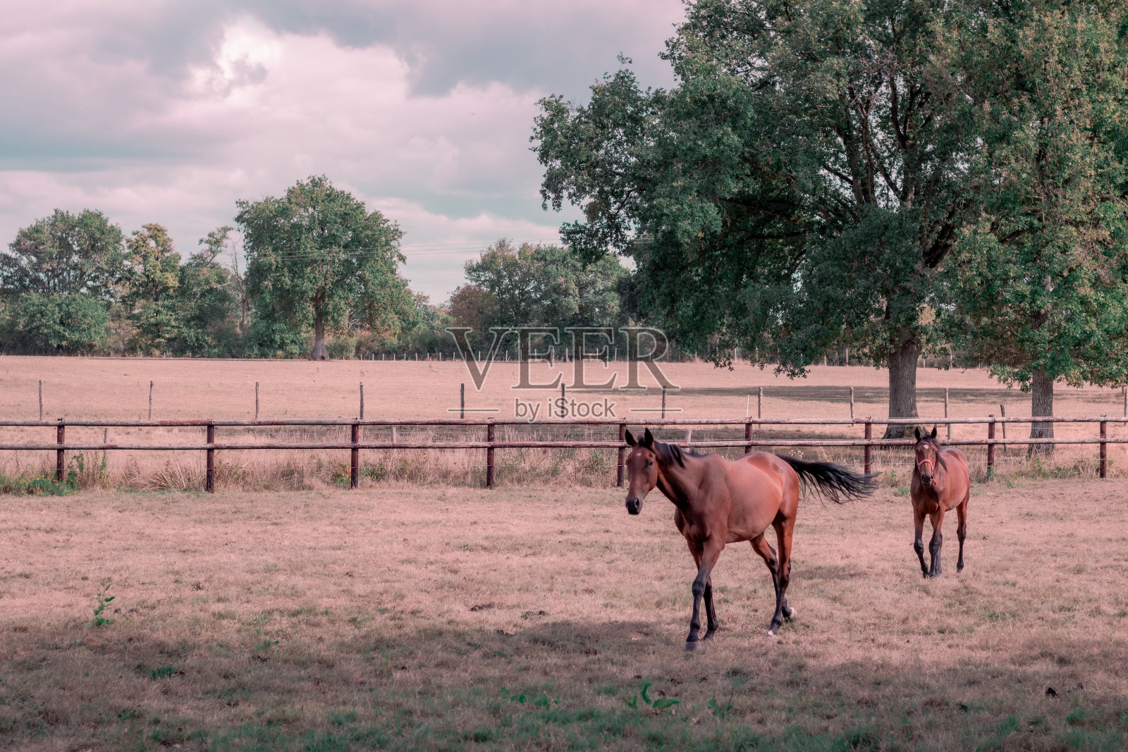两匹棕色的马照片摄影图片