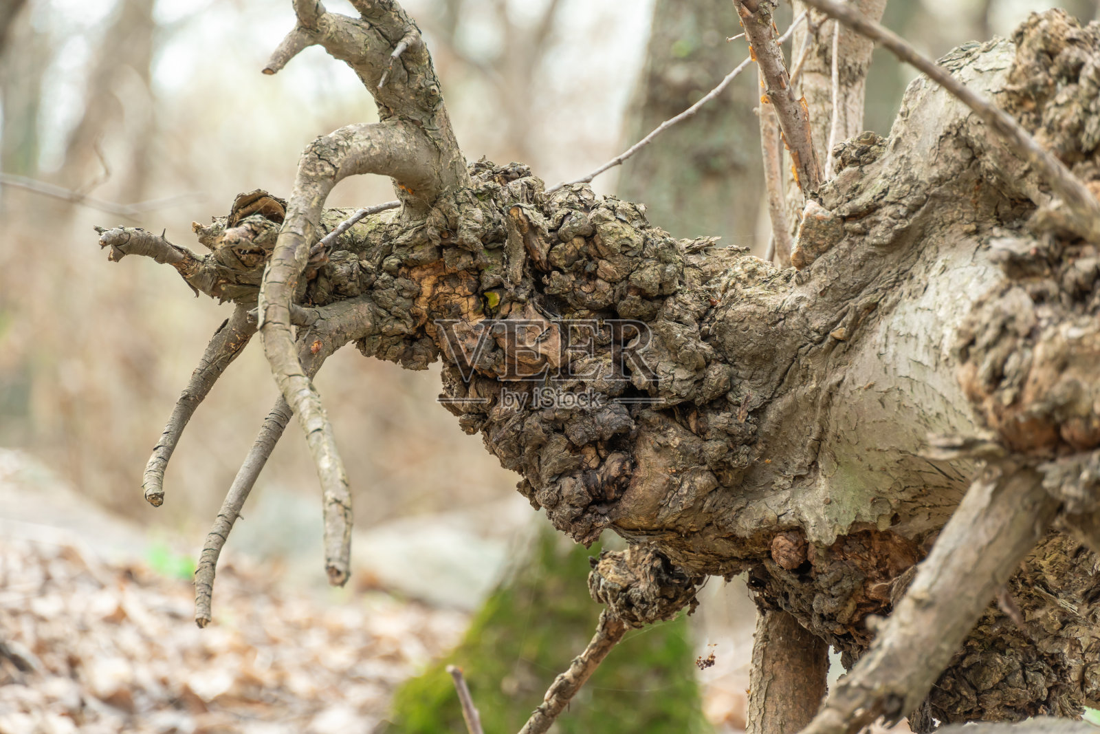 倒了树干的老树。森林里有很大的障碍。照片摄影图片